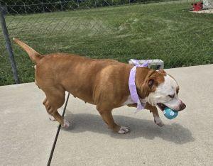 Enlarge Apalla, a ADOPTABLE Pit Bull Terrier in Bucyrus, OH image 4/5