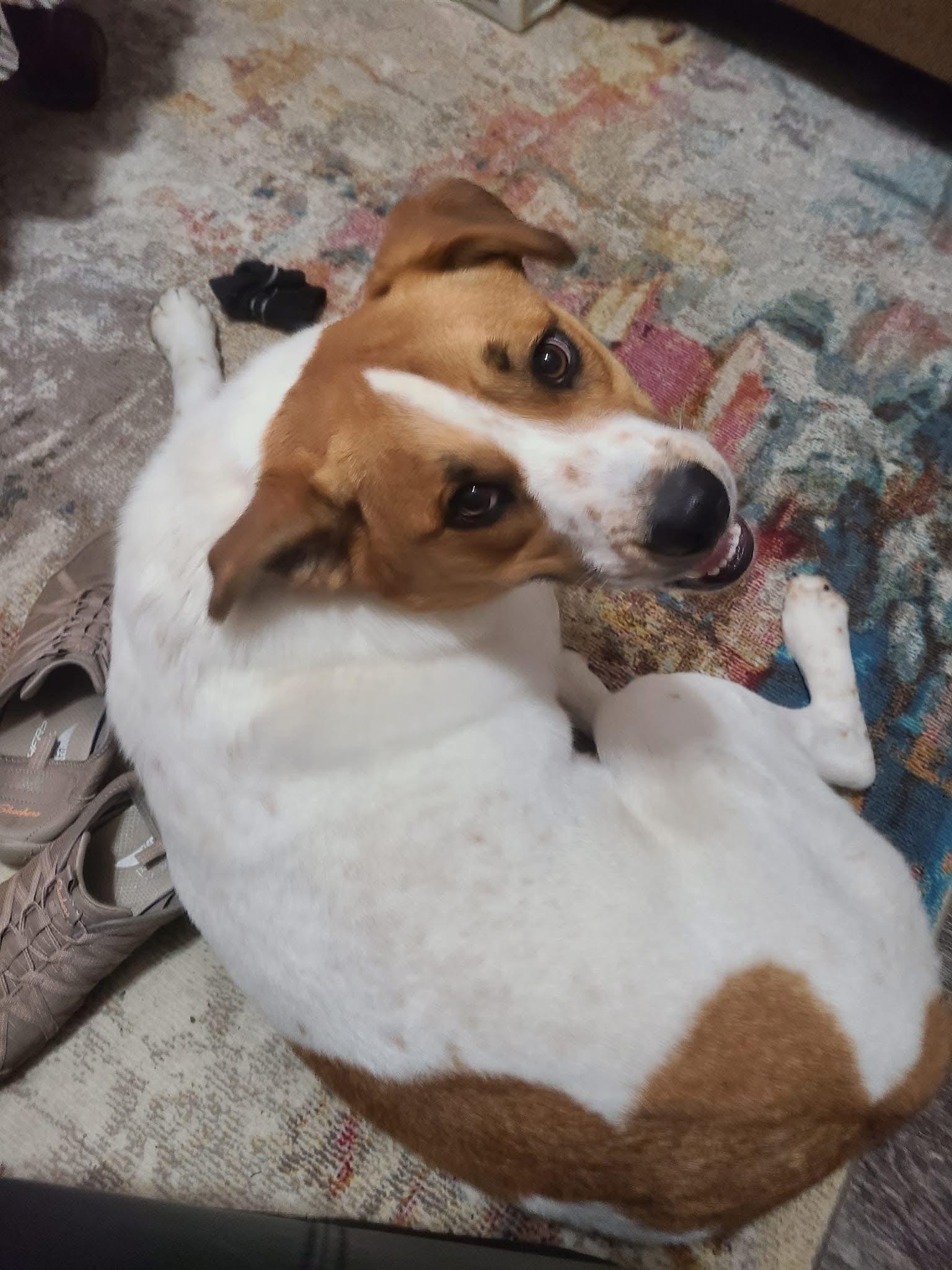 Enlarge Thor, a ADOPTABLE mixed breed in Bronson, TX image 1/4