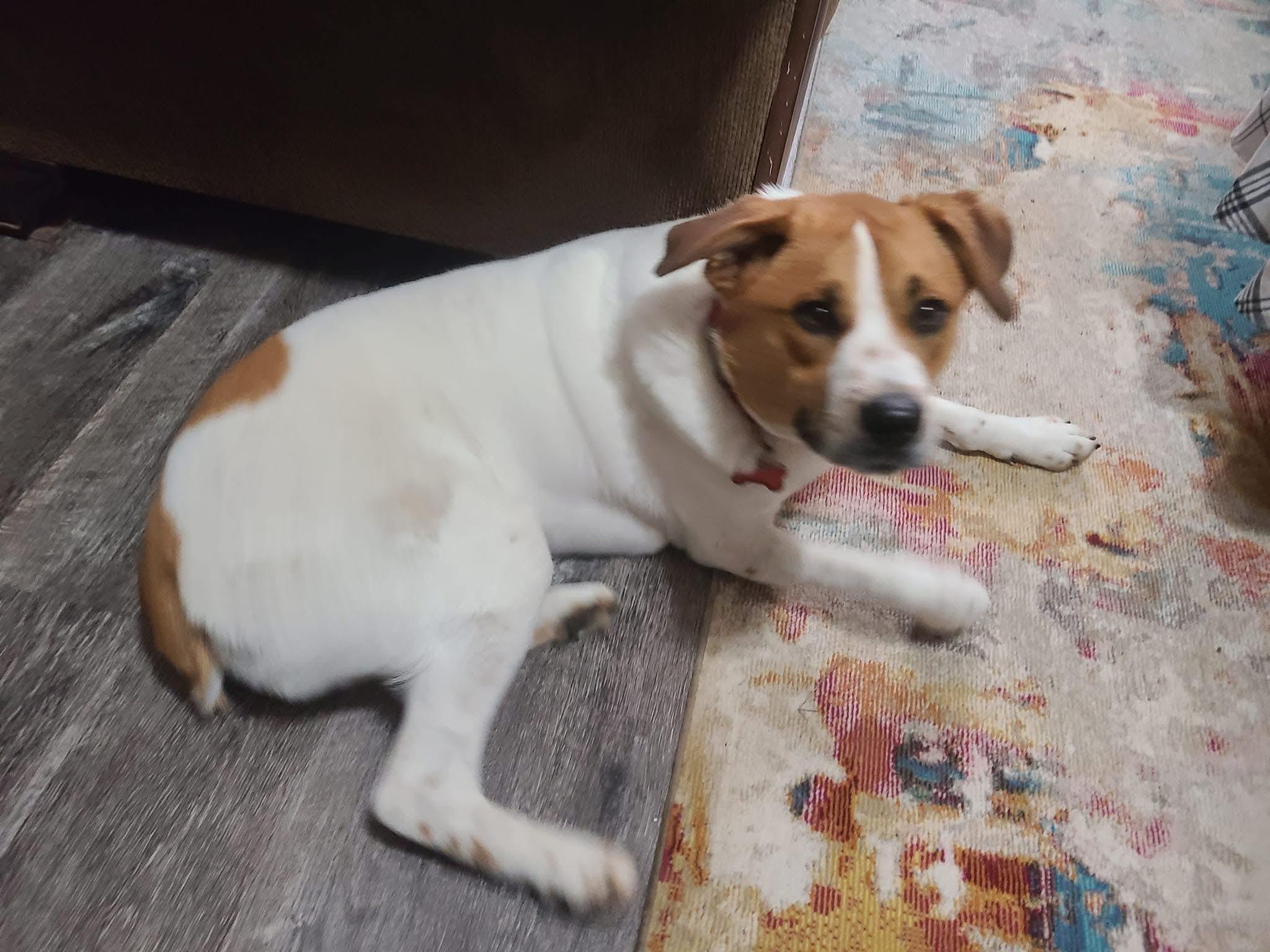 Enlarge Thor, a ADOPTABLE mixed breed in Bronson, TX image 2/4