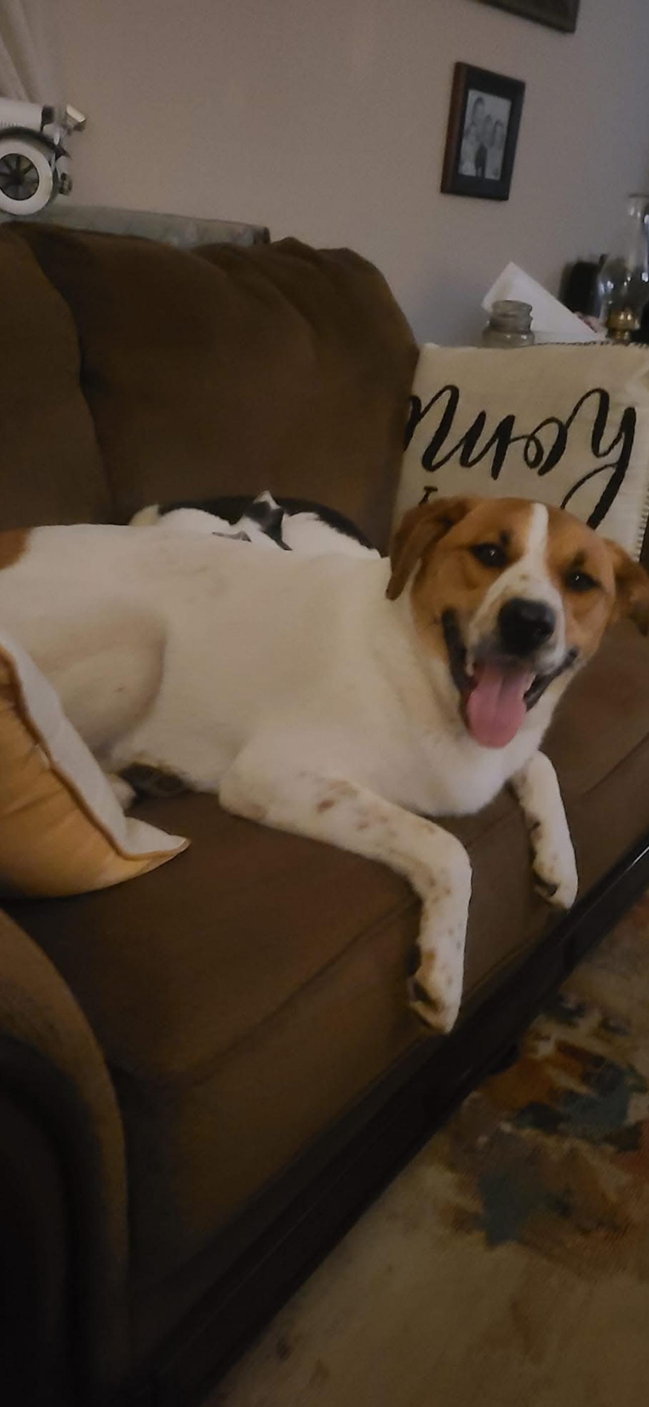Enlarge Thor, a ADOPTABLE mixed breed in Bronson, TX image 3/4