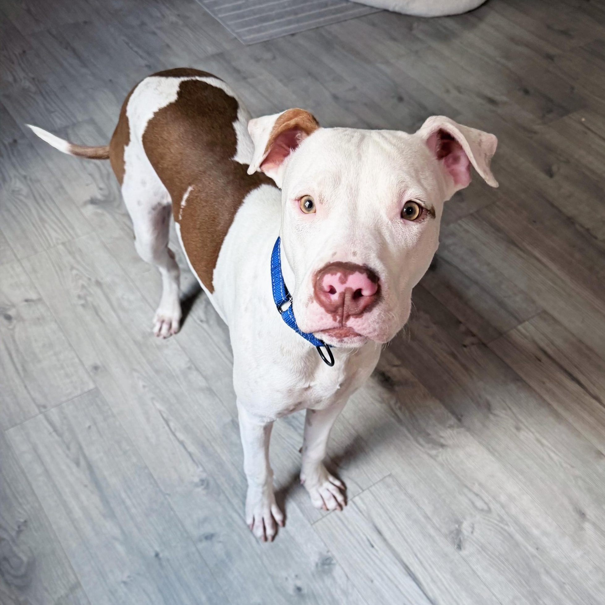 Samuel, adopted, Young Male American Bully & Terrier.