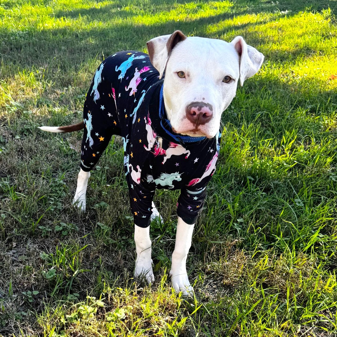 Enlarge Samuel, an adopted mixed breed in Seattle, WA image 2/6