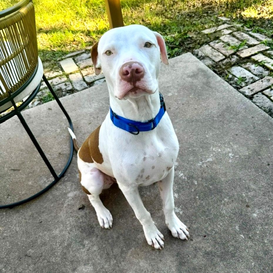 Enlarge Samuel, an adopted mixed breed in Seattle, WA image 3/6