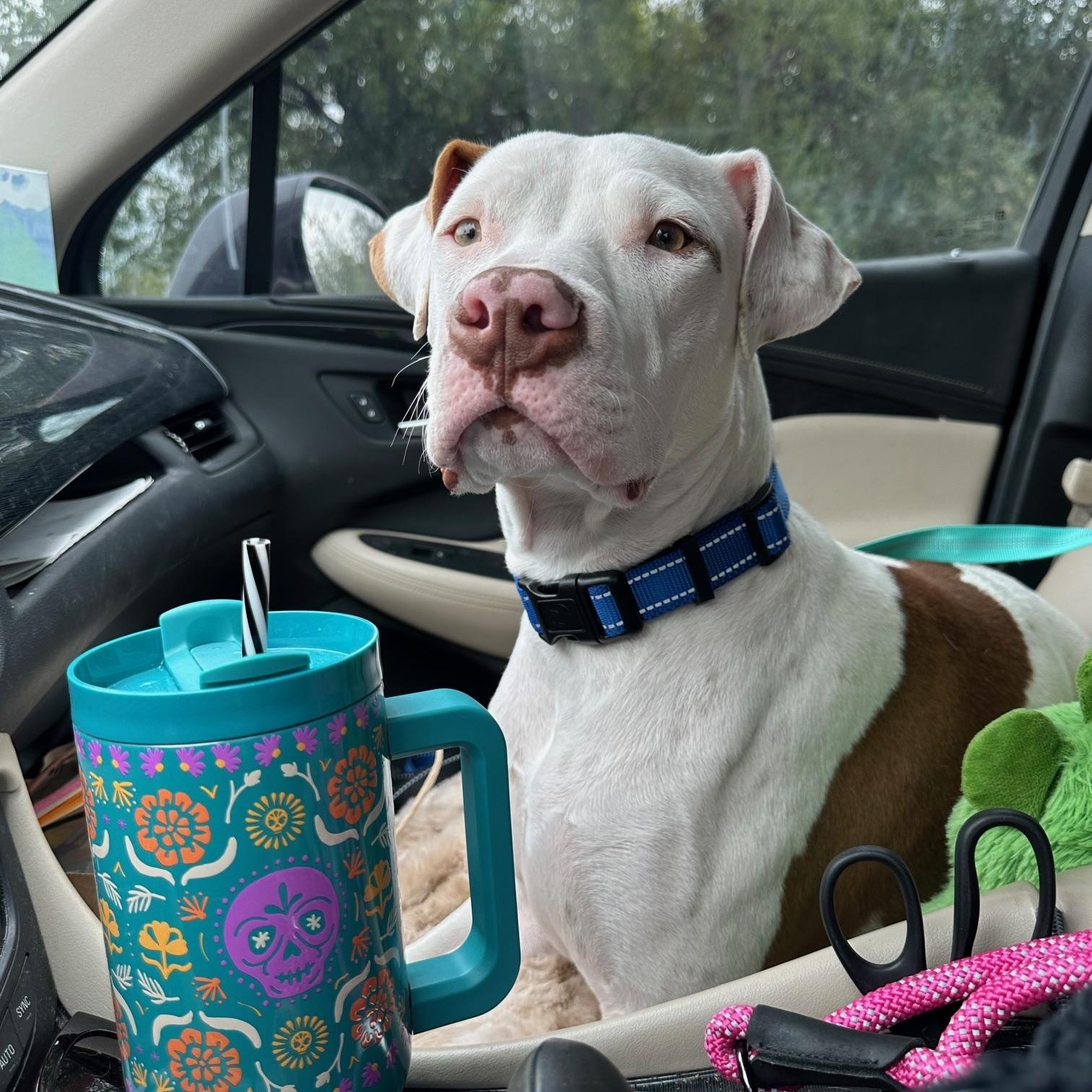 Enlarge Samuel, an adopted mixed breed in Seattle, WA image 4/6