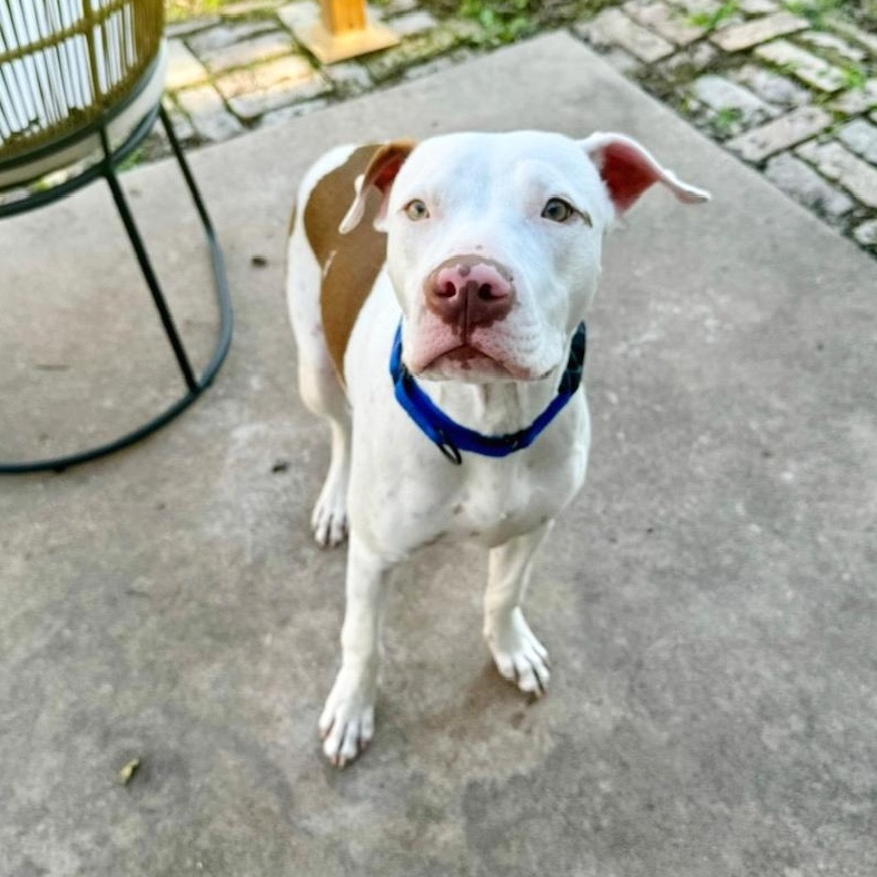 Enlarge Samuel, an adopted mixed breed in Seattle, WA image 6/6