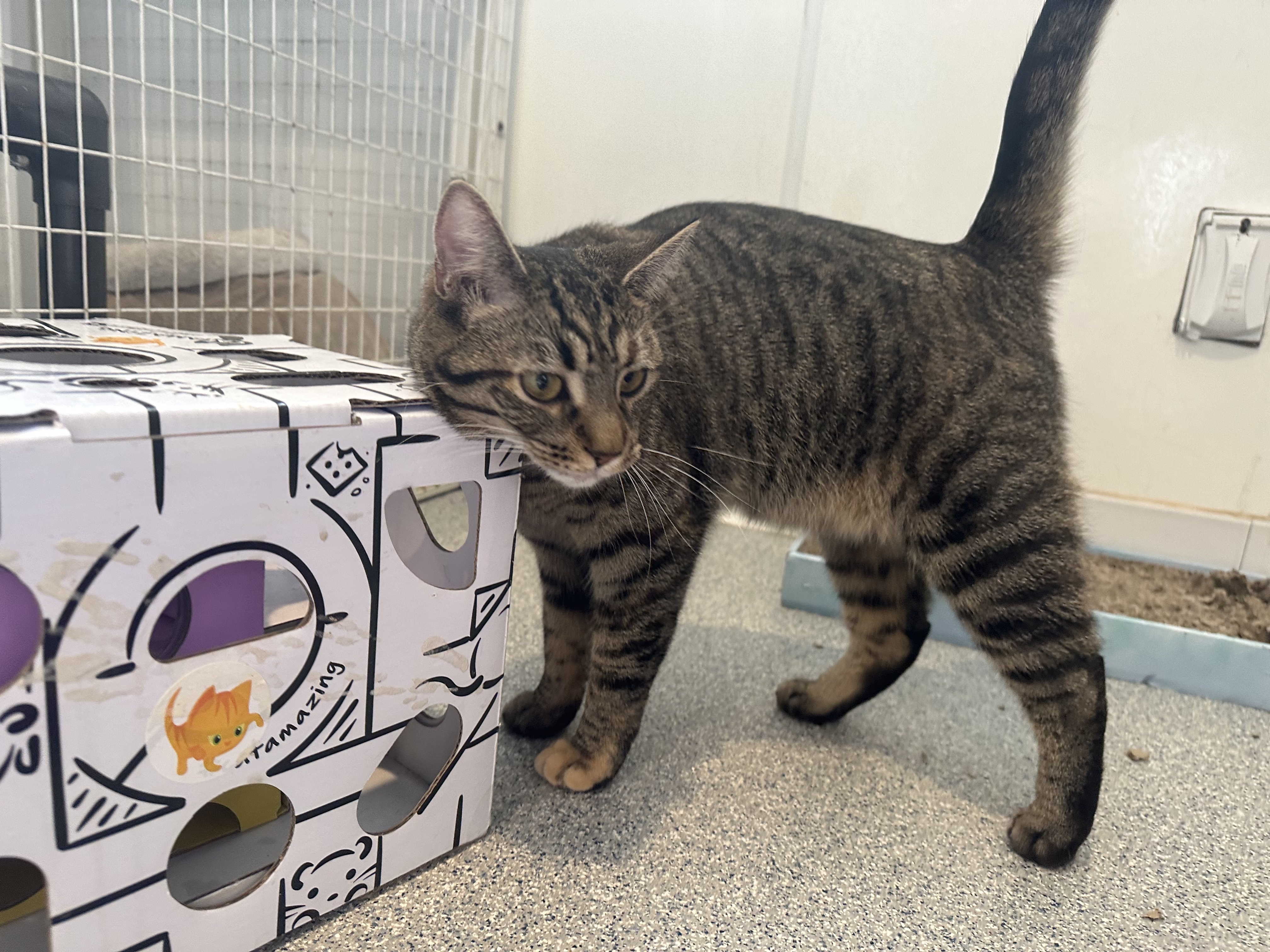 Enlarge Sriracha, a Adoptable Domestic Short Hair in Clifton, NJ image 1/12