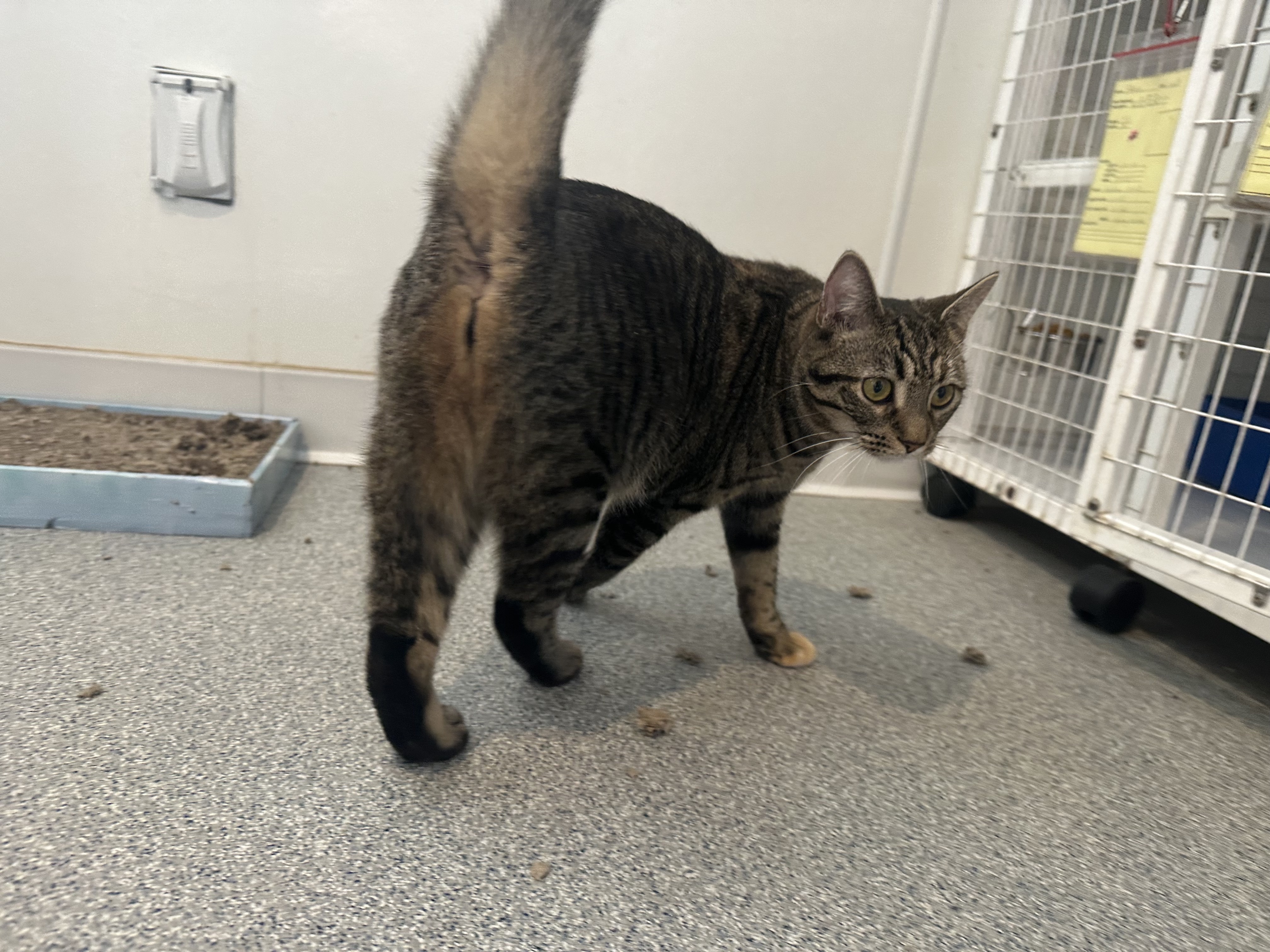 Enlarge Sriracha, a Adoptable Domestic Short Hair in Clifton, NJ image 2/12