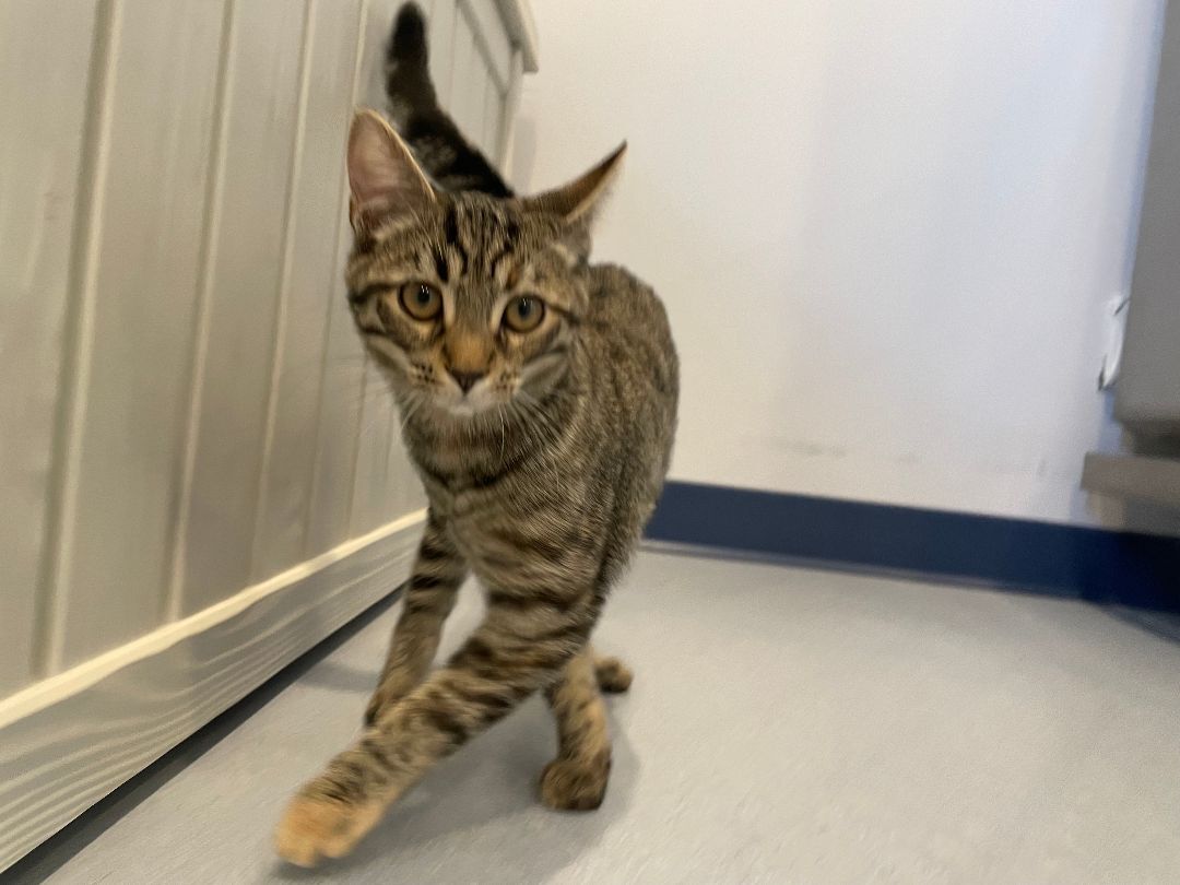 Enlarge Sriracha, a Adoptable Domestic Short Hair in Clifton, NJ image 3/12