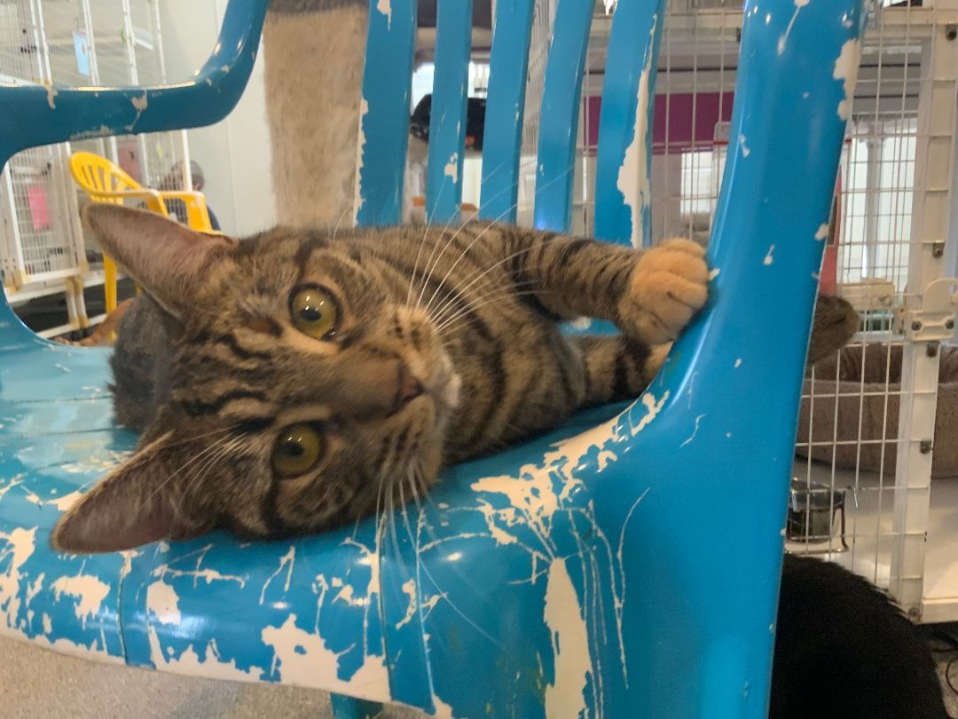 Enlarge Sriracha, a Adoptable Domestic Short Hair in Clifton, NJ image 4/12