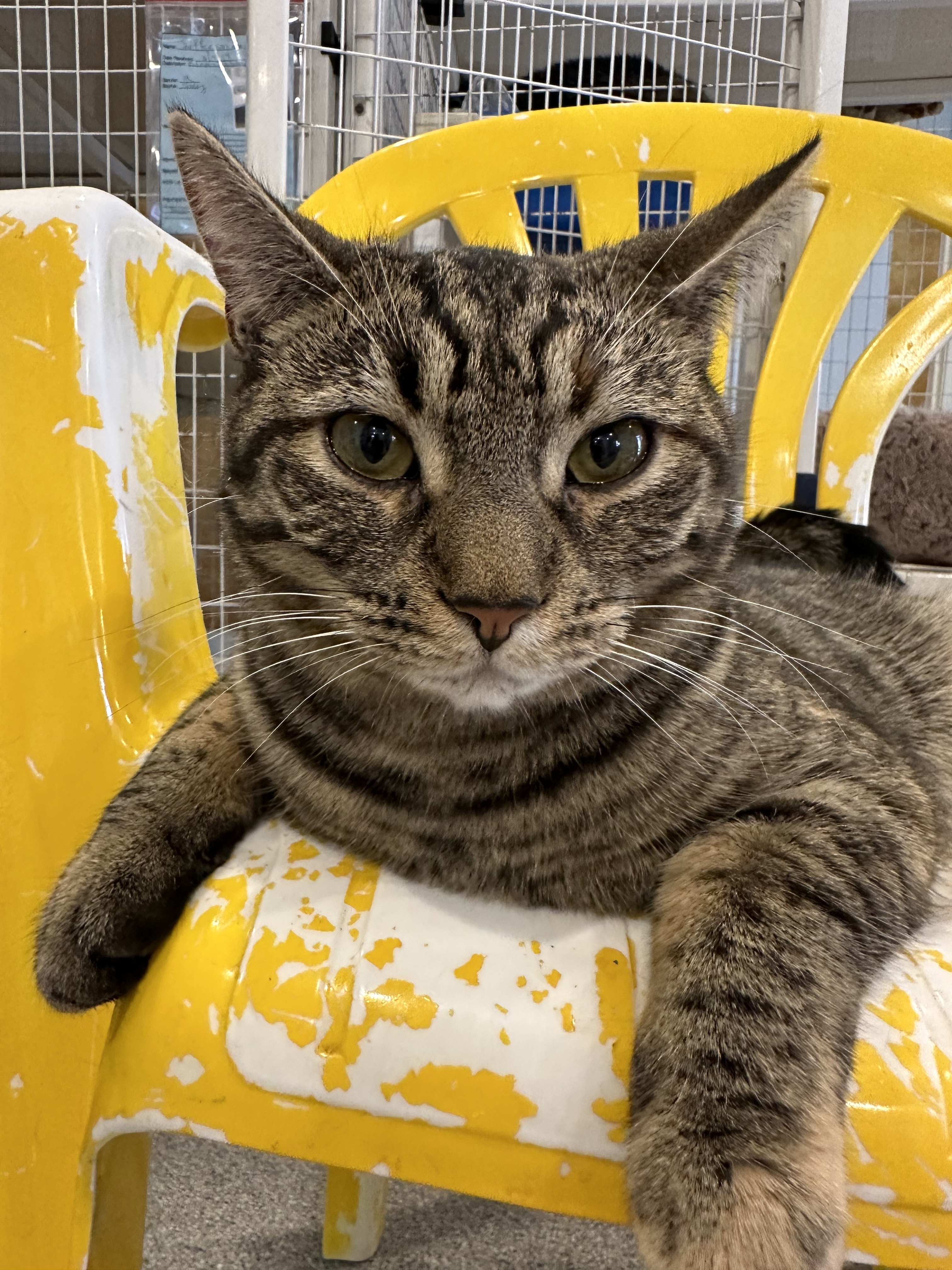 Enlarge Sriracha, a Adoptable Domestic Short Hair in Clifton, NJ image 5/12