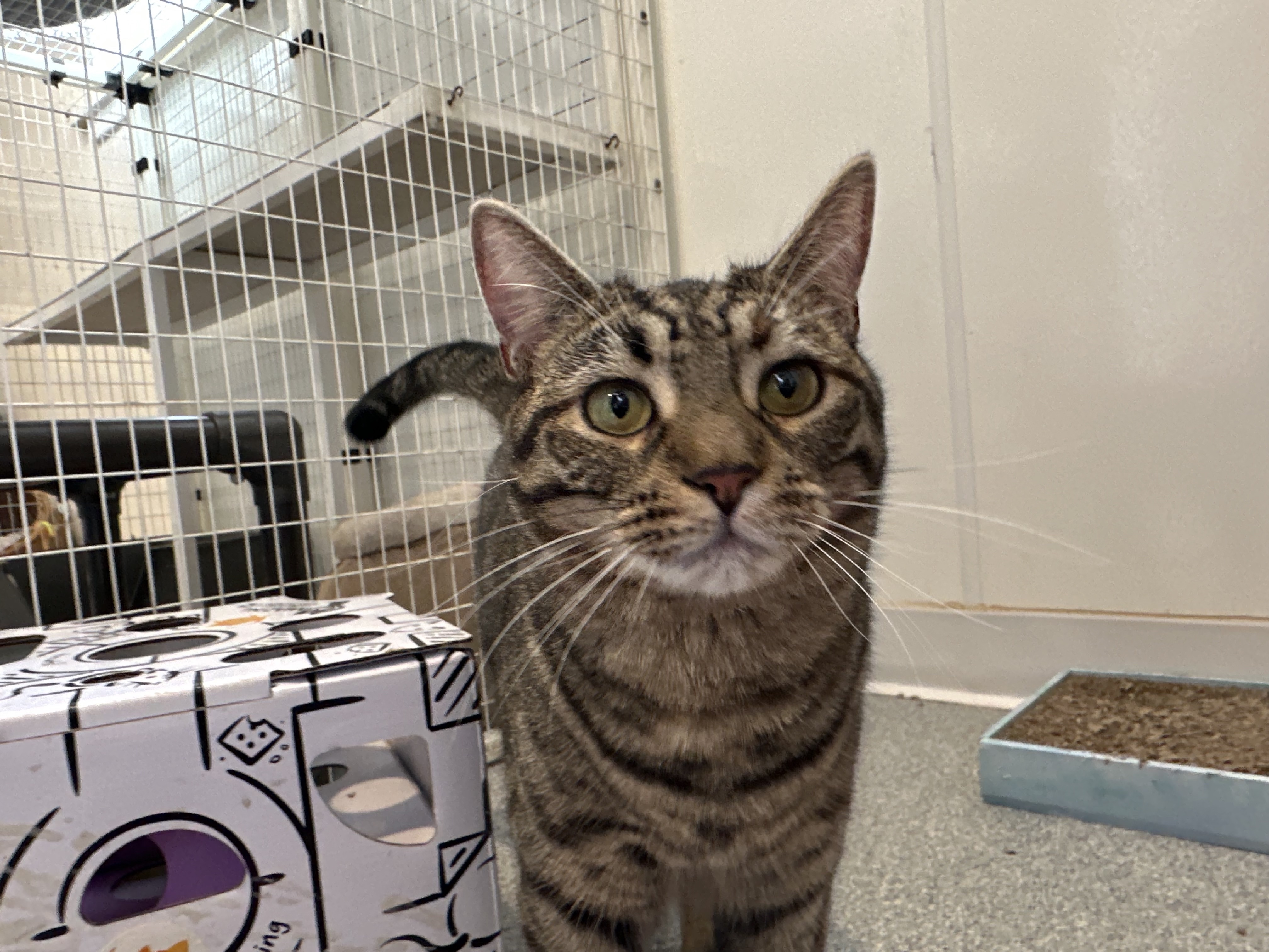 Enlarge Sriracha, a Adoptable Domestic Short Hair in Clifton, NJ image 6/12