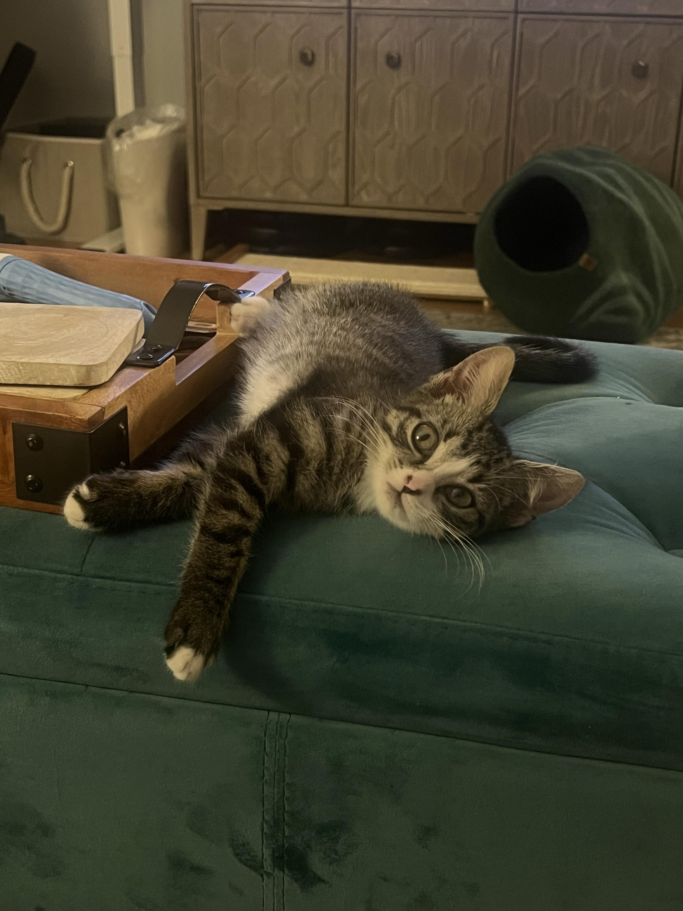 Enlarge Truffle Blue, a Adopted Domestic Short Hair in Long Island City, NY image 4/6