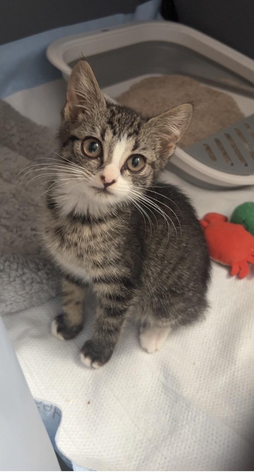 Truffle Blue, Adopted, Kitten Female Domestic Short Hair.