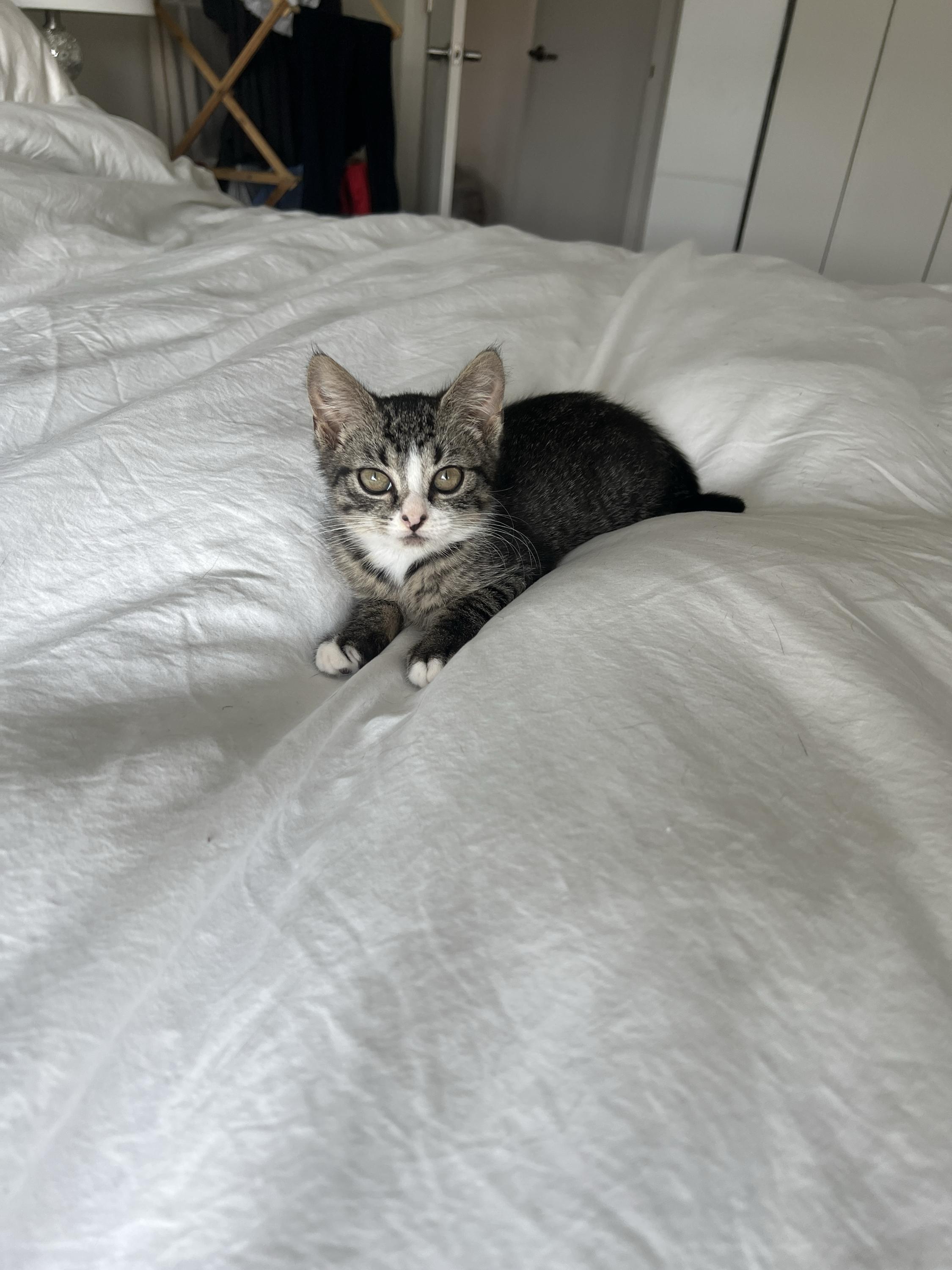 Enlarge Truffle Blue, a Adopted Domestic Short Hair in Long Island City, NY image 6/6
