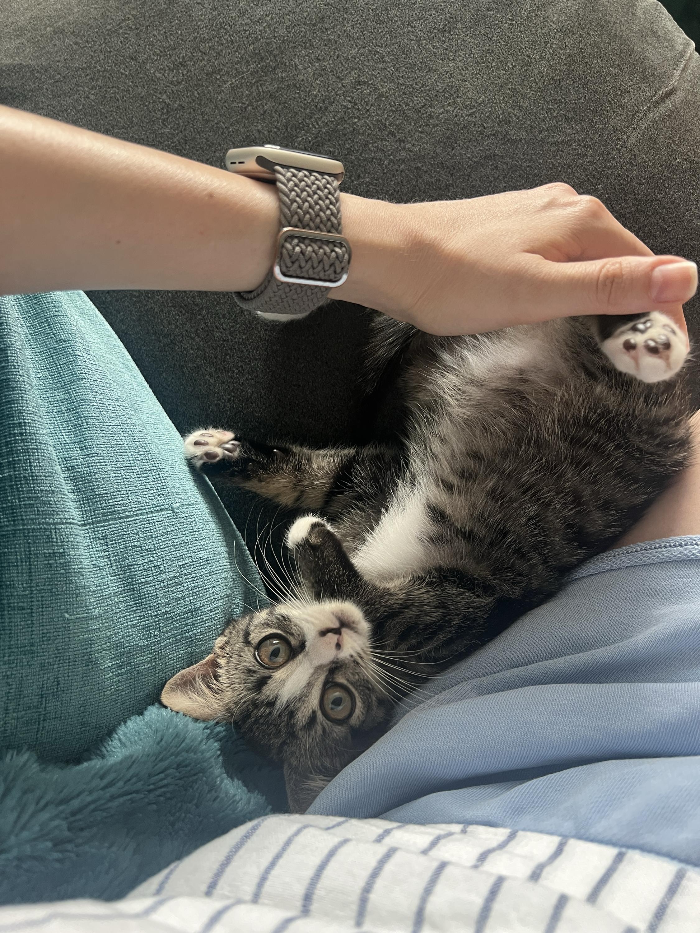 Enlarge Truffle Blue, a Adopted Domestic Short Hair in Long Island City, NY image 5/6