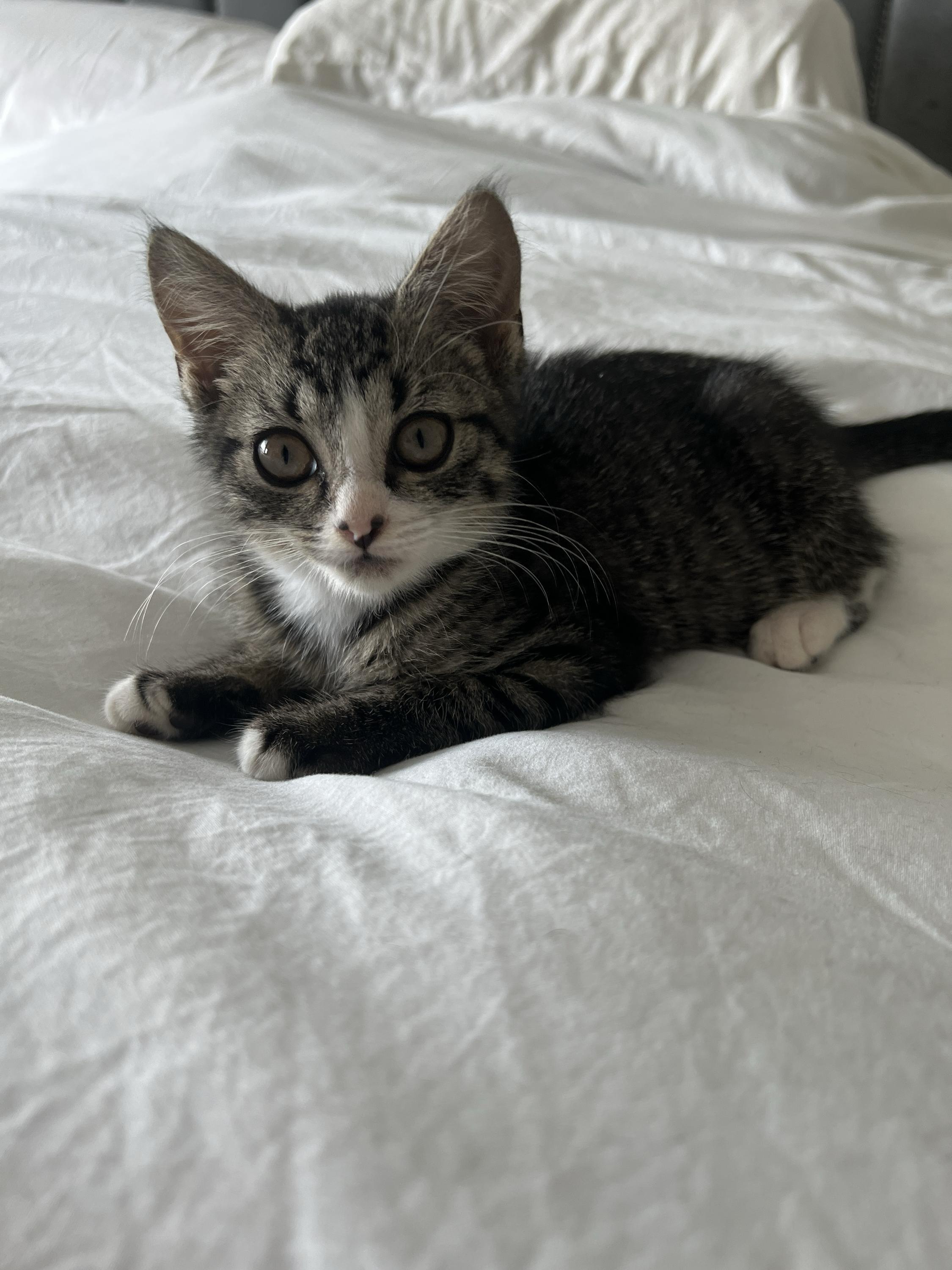 Enlarge Truffle Blue, a Adopted Domestic Short Hair in Long Island City, NY image 3/6