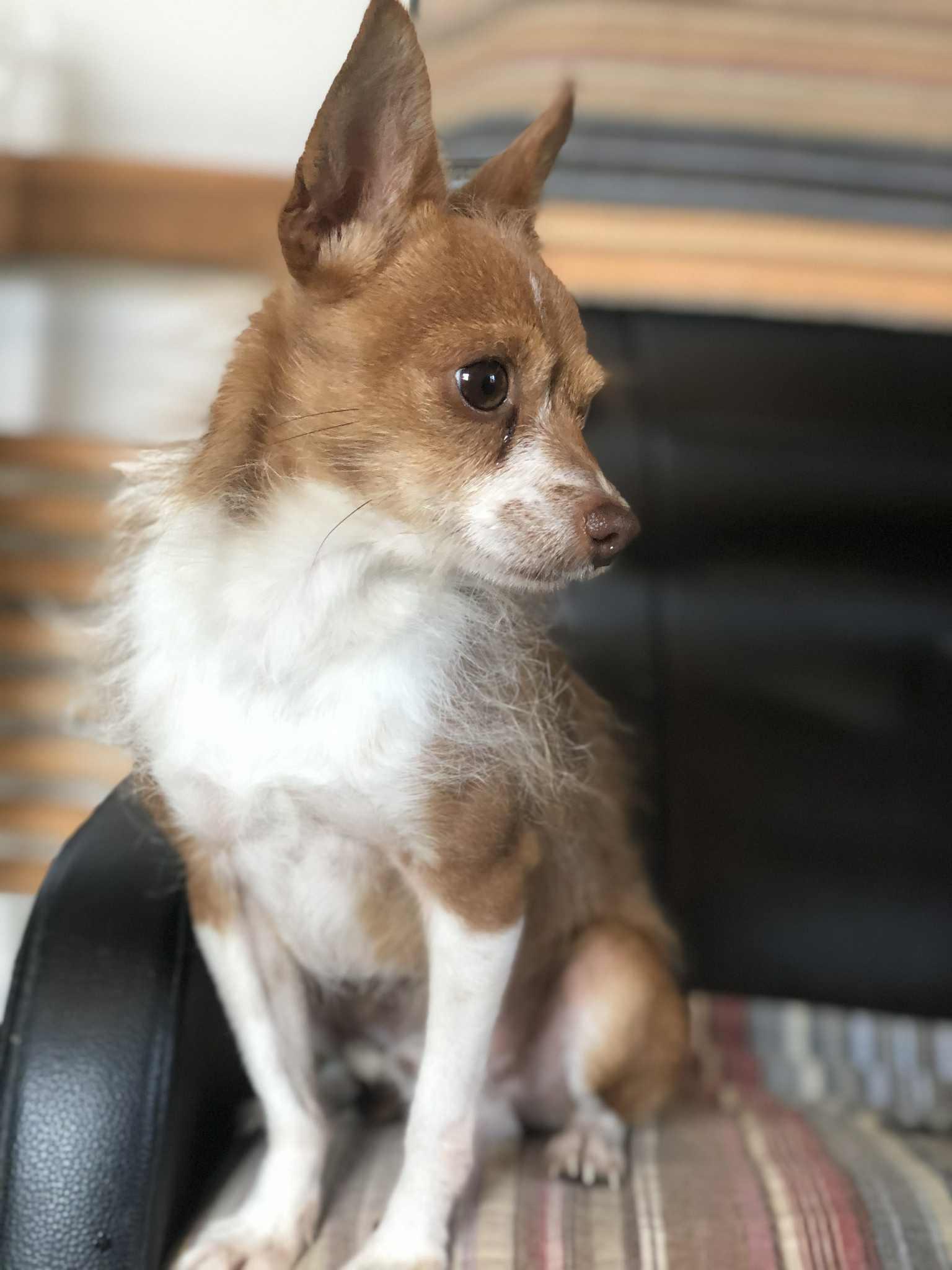 Roster, Adoptable, Adult Male Chihuahua.