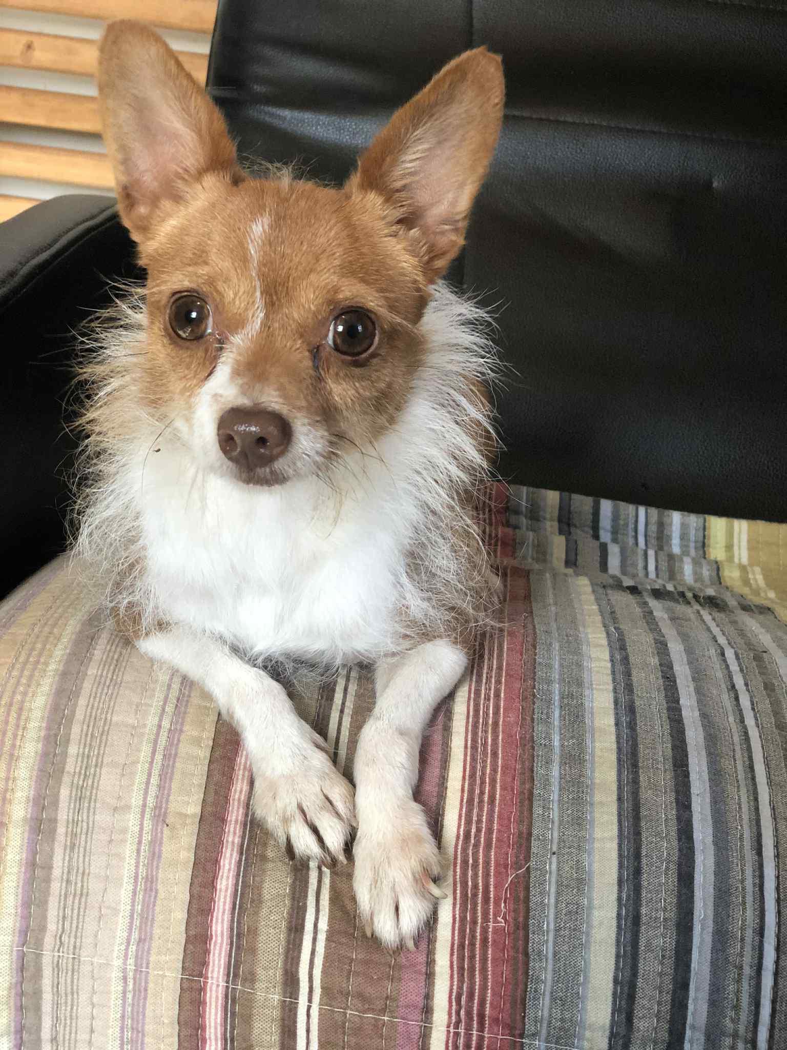 Enlarge Roster, a Adoptable Chihuahua in Campton, KY image 2/6