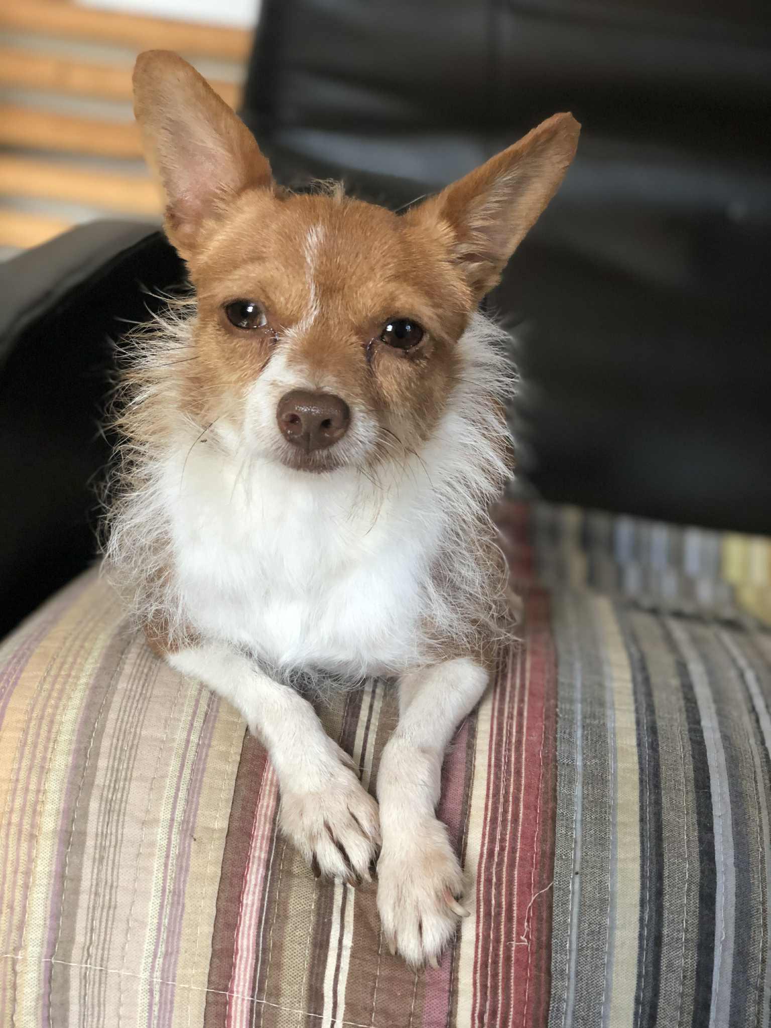 Enlarge Roster, a Adoptable Chihuahua in Campton, KY image 3/6