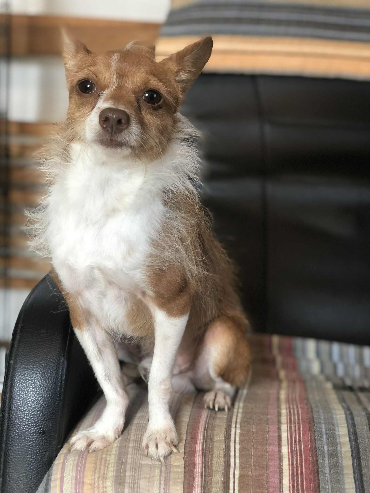 Enlarge Roster, a Adoptable Chihuahua in Campton, KY image 5/6