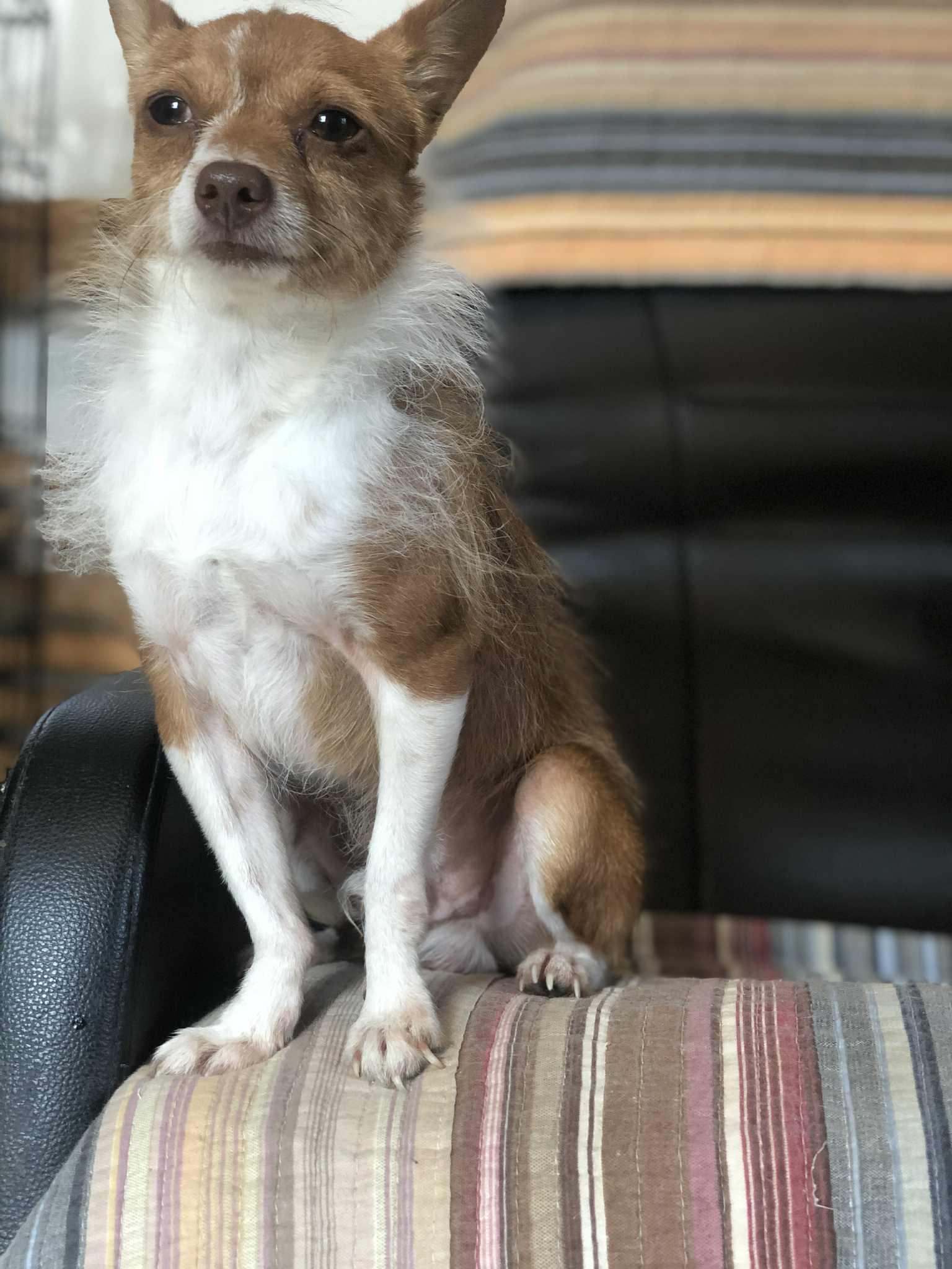 Enlarge Roster, a Adoptable Chihuahua in Campton, KY image 6/6