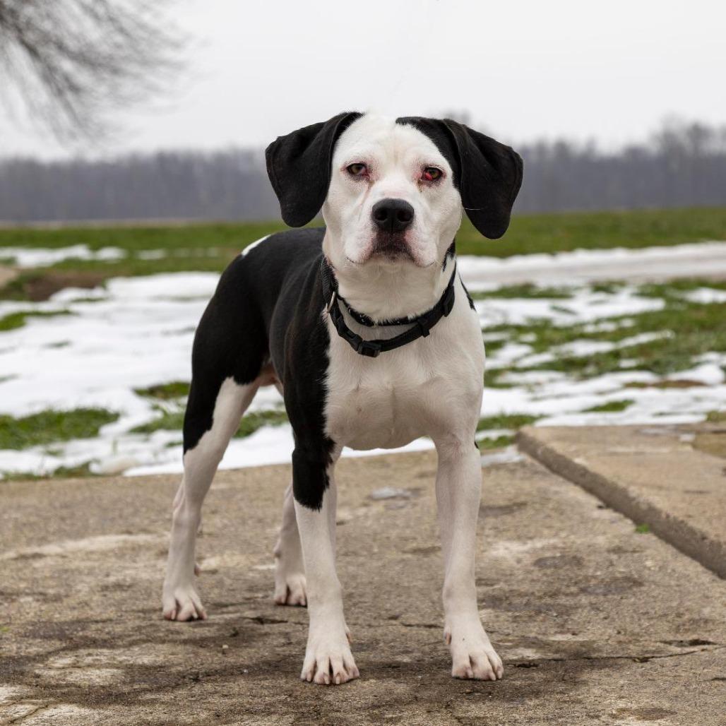 Snoopy, Adoptable, Young Male Mixed Breed.