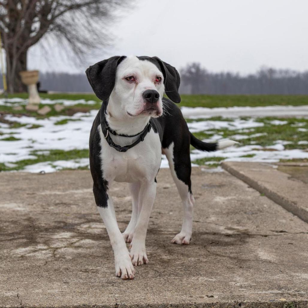 Enlarge Snoopy, a Adoptable Mixed Breed in Troy, IL image 2/3