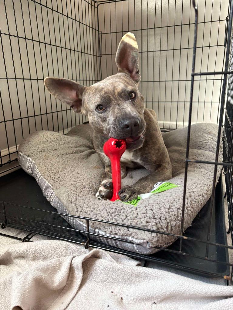 Bowser, Adopted, Adult Male Pit Bull Terrier & American Staffordshire Terrier.