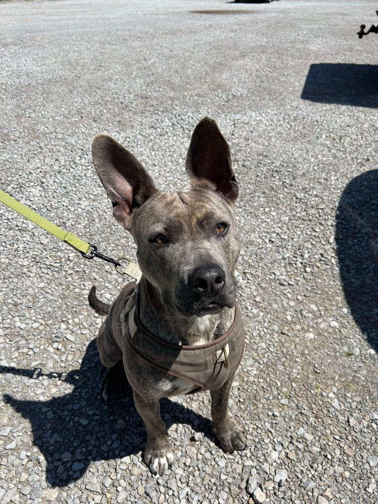 Bowser, a Adopted mixed breed in Lexington, KY image 2/6