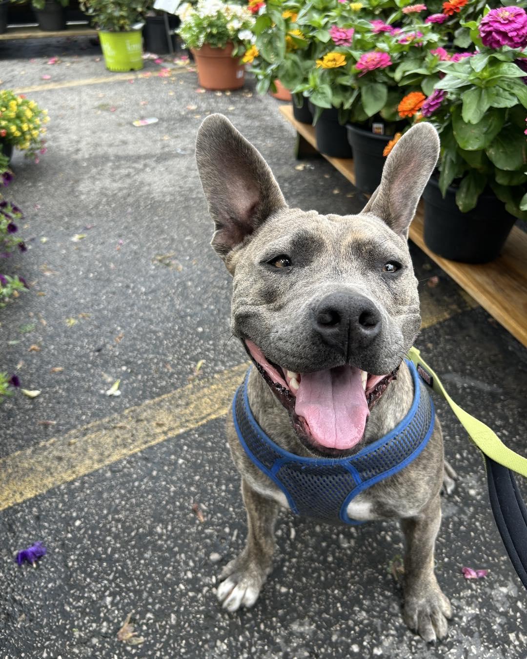 Bowser, a Adopted mixed breed in Lexington, KY image 3/6