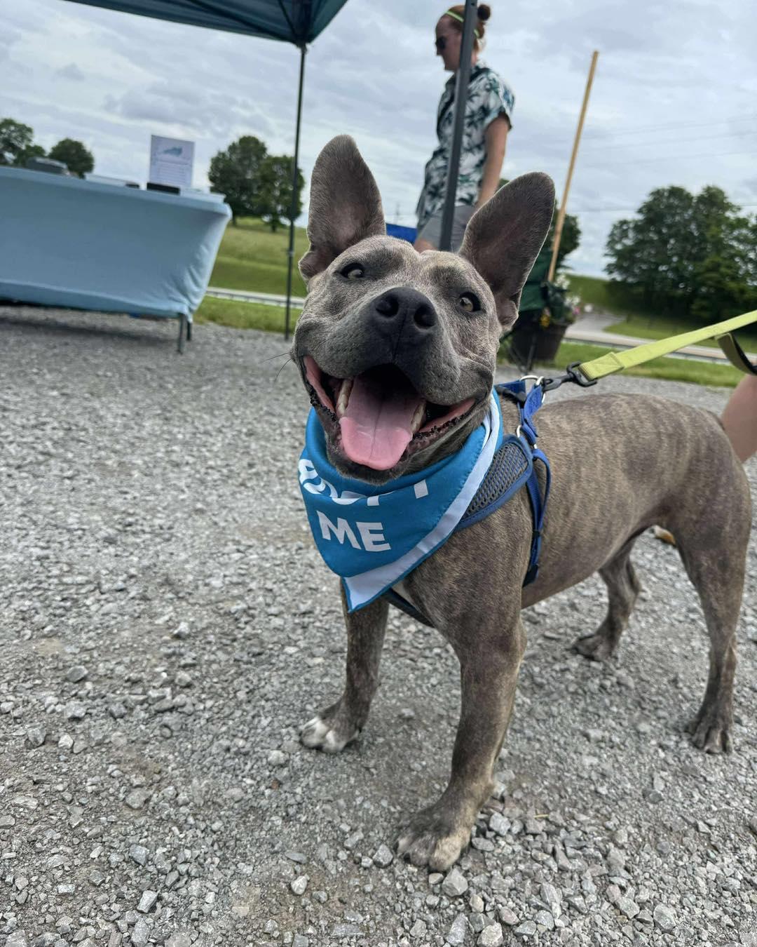 Bowser, a Adopted mixed breed in Lexington, KY image 4/6