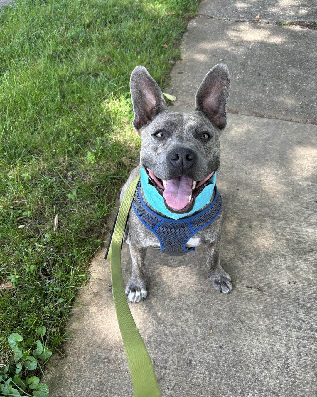 Bowser, a Adopted mixed breed in Lexington, KY image 5/6