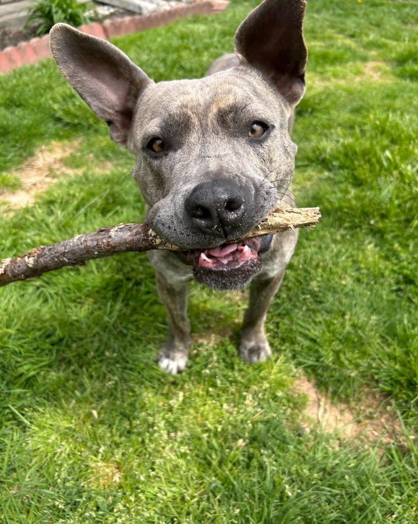 Bowser, a Adopted mixed breed in Lexington, KY image 6/6