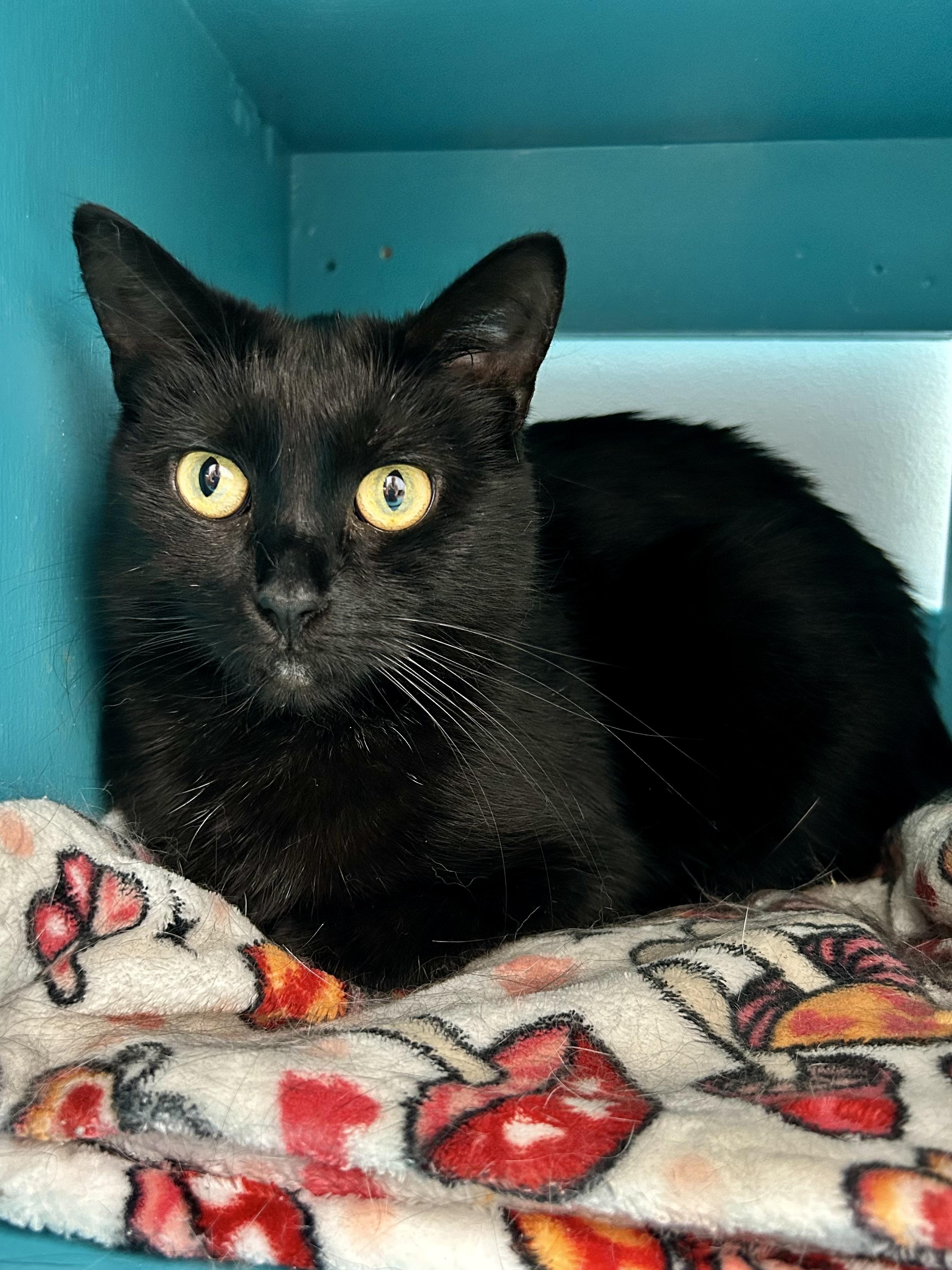 Enlarge Coraline - CHOW HOUND, a Adoptable Domestic Short Hair in Grand Rapids, MI image 2/6