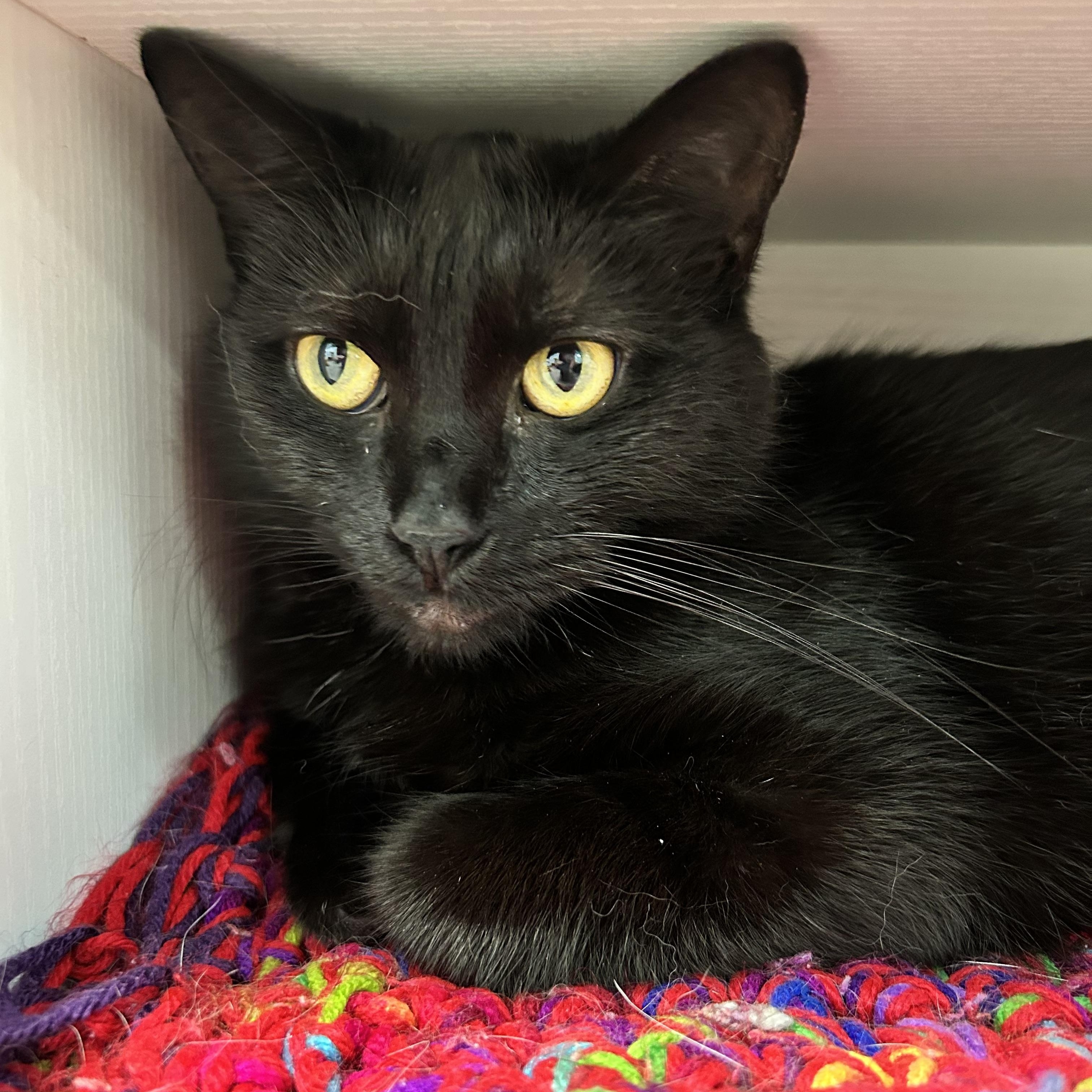 Enlarge Coraline - CHOW HOUND, a Adoptable Domestic Short Hair in Grand Rapids, MI image 1/6