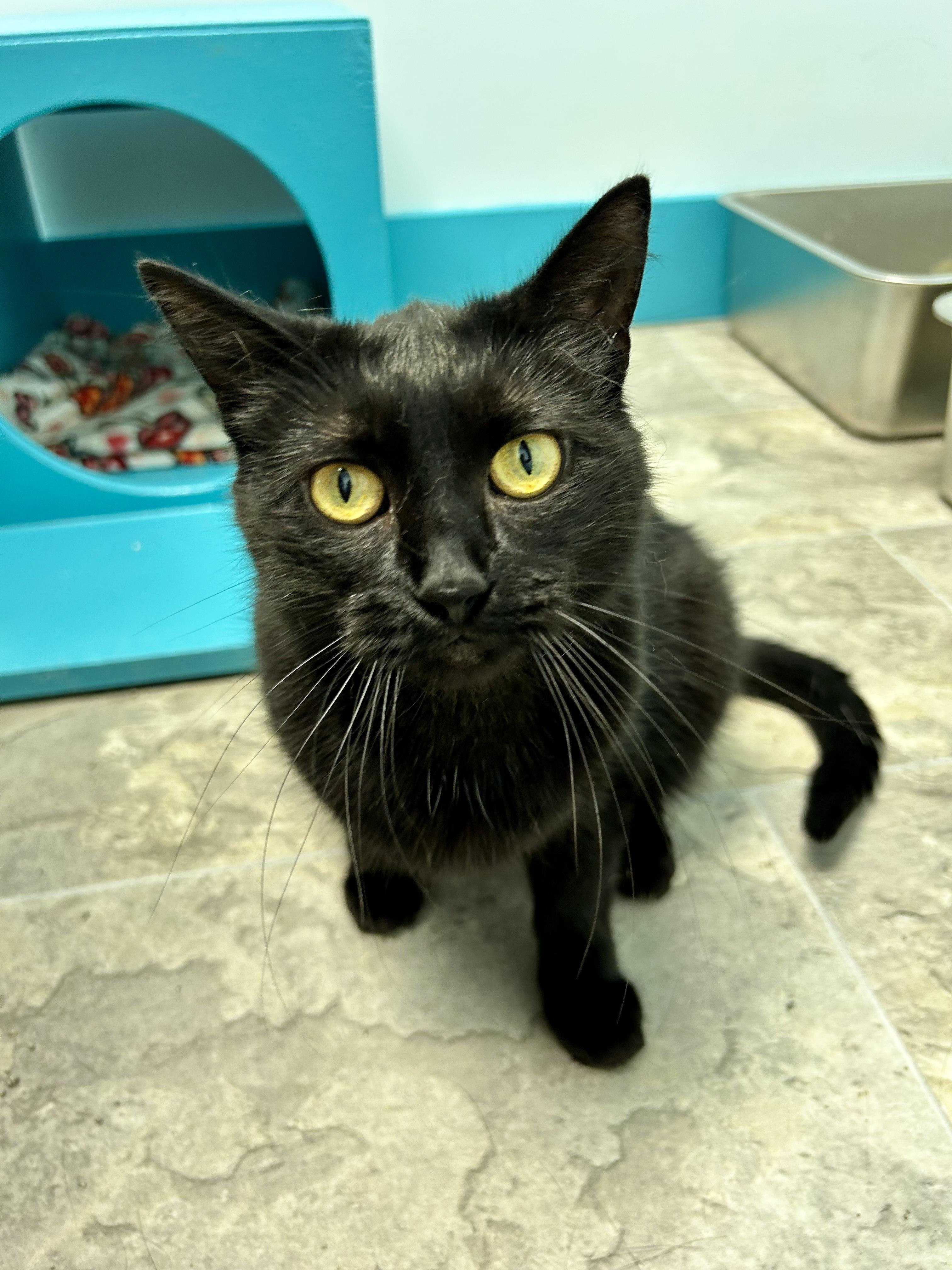 Enlarge Coraline - CHOW HOUND, a Adoptable Domestic Short Hair in Grand Rapids, MI image 5/6