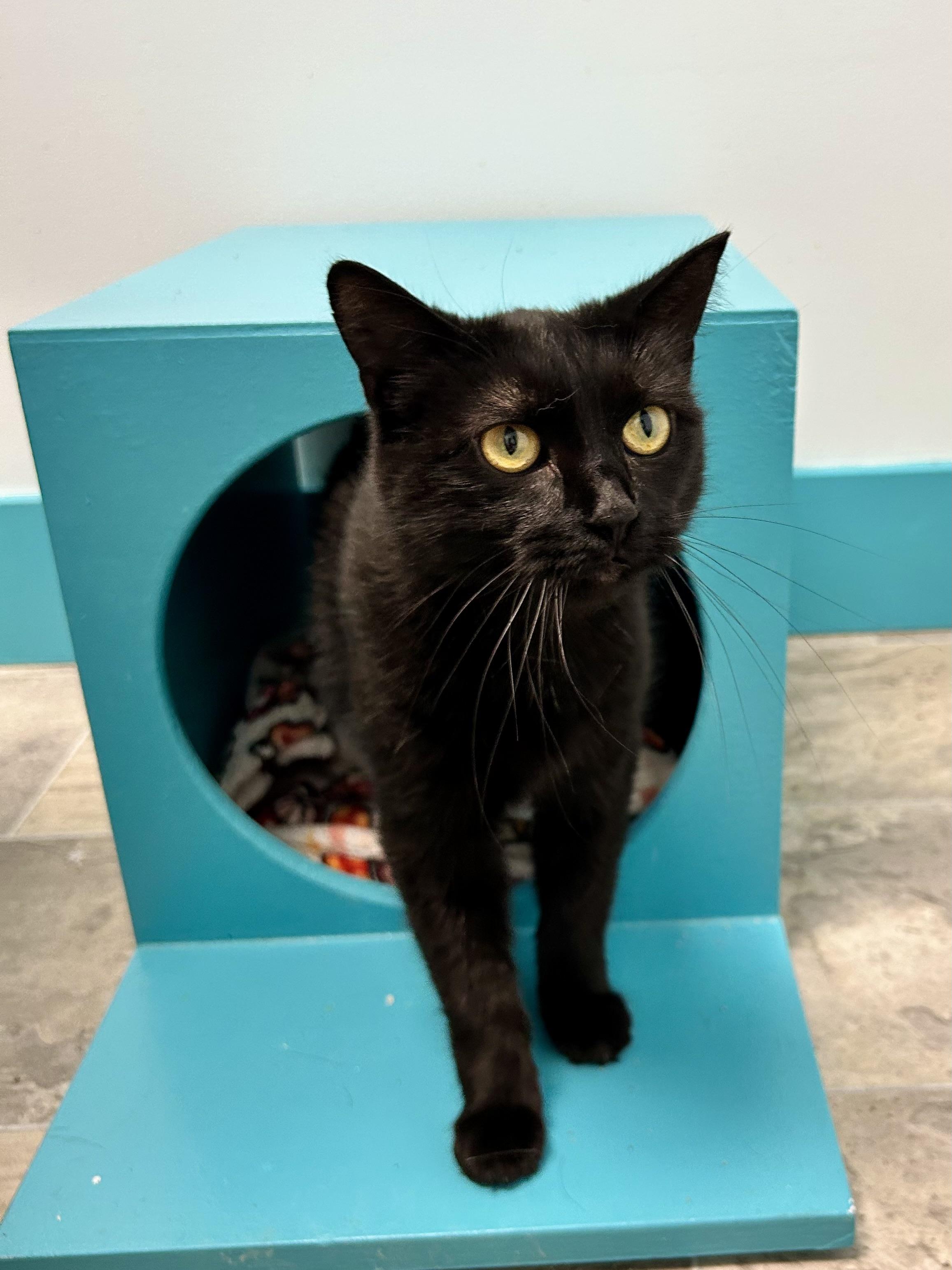 Enlarge Coraline - CHOW HOUND, a Adoptable Domestic Short Hair in Grand Rapids, MI image 4/6