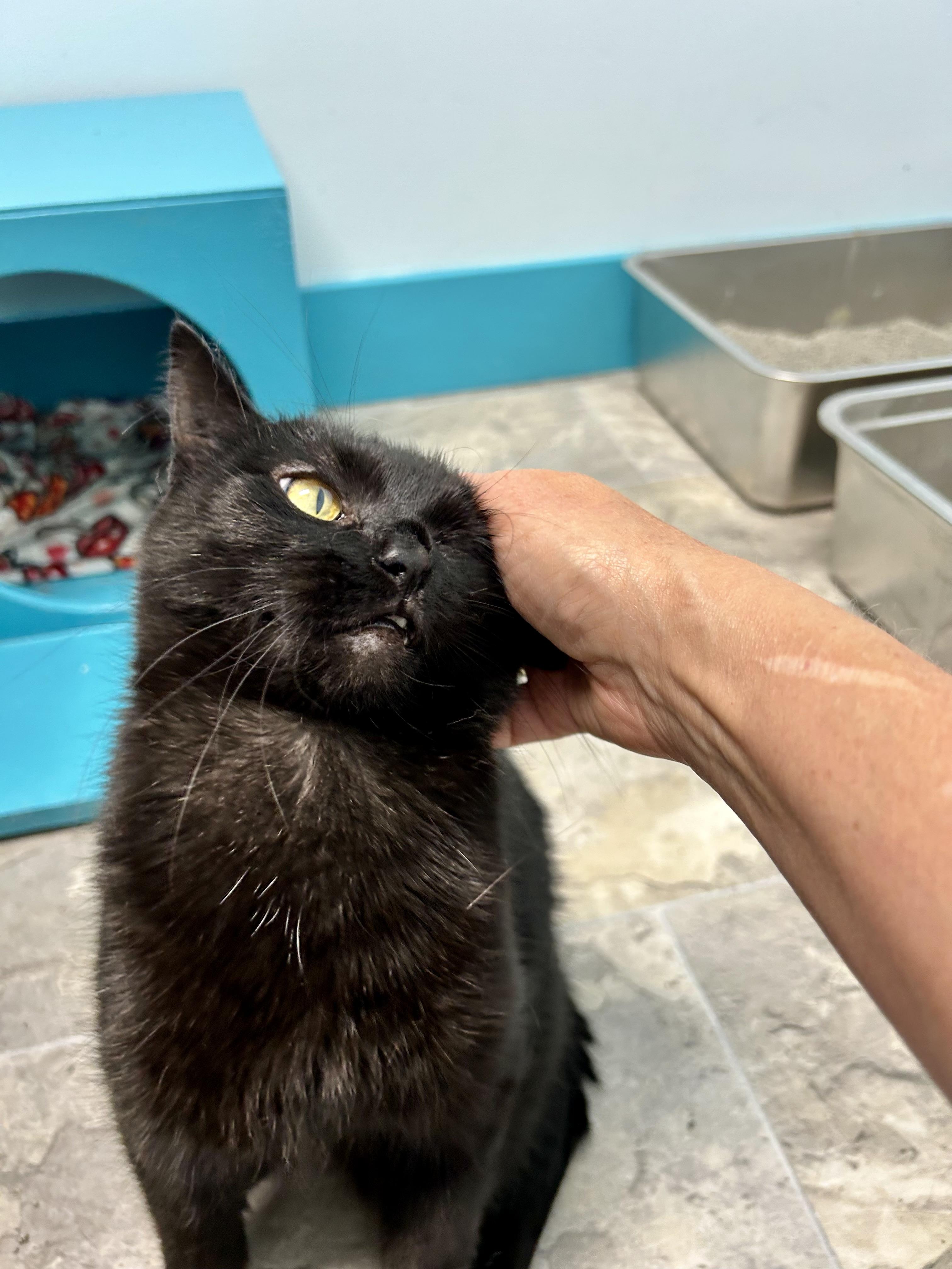 Enlarge Coraline - CHOW HOUND, a Adoptable Domestic Short Hair in Grand Rapids, MI image 3/6