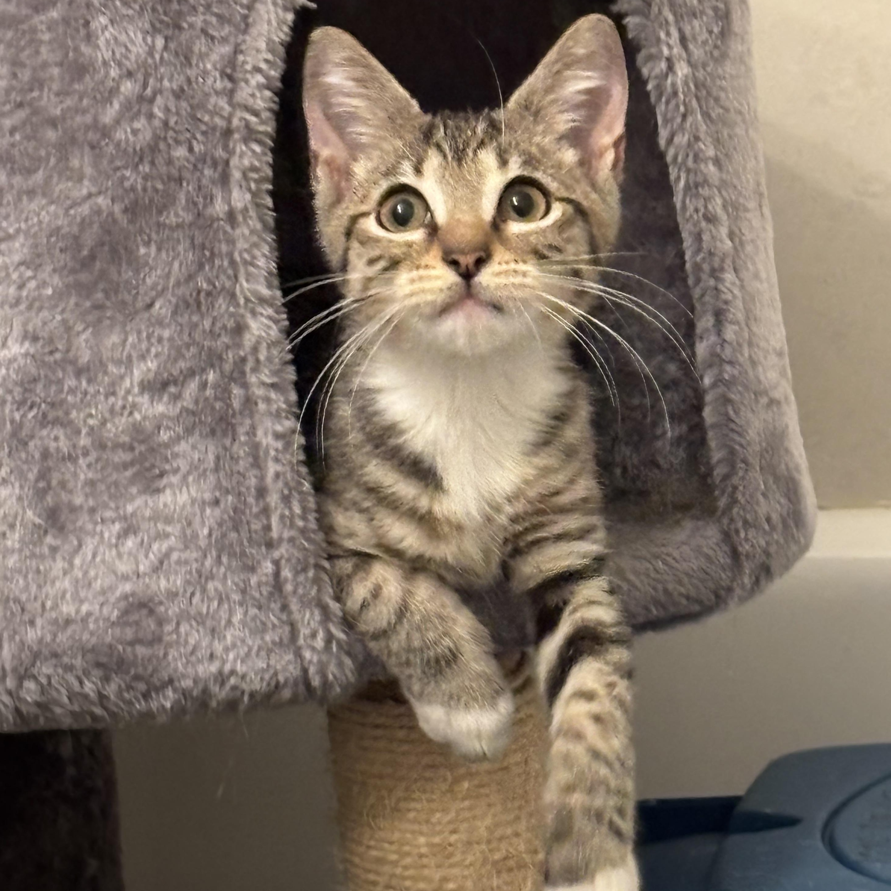 Lucky — thumbnail 3