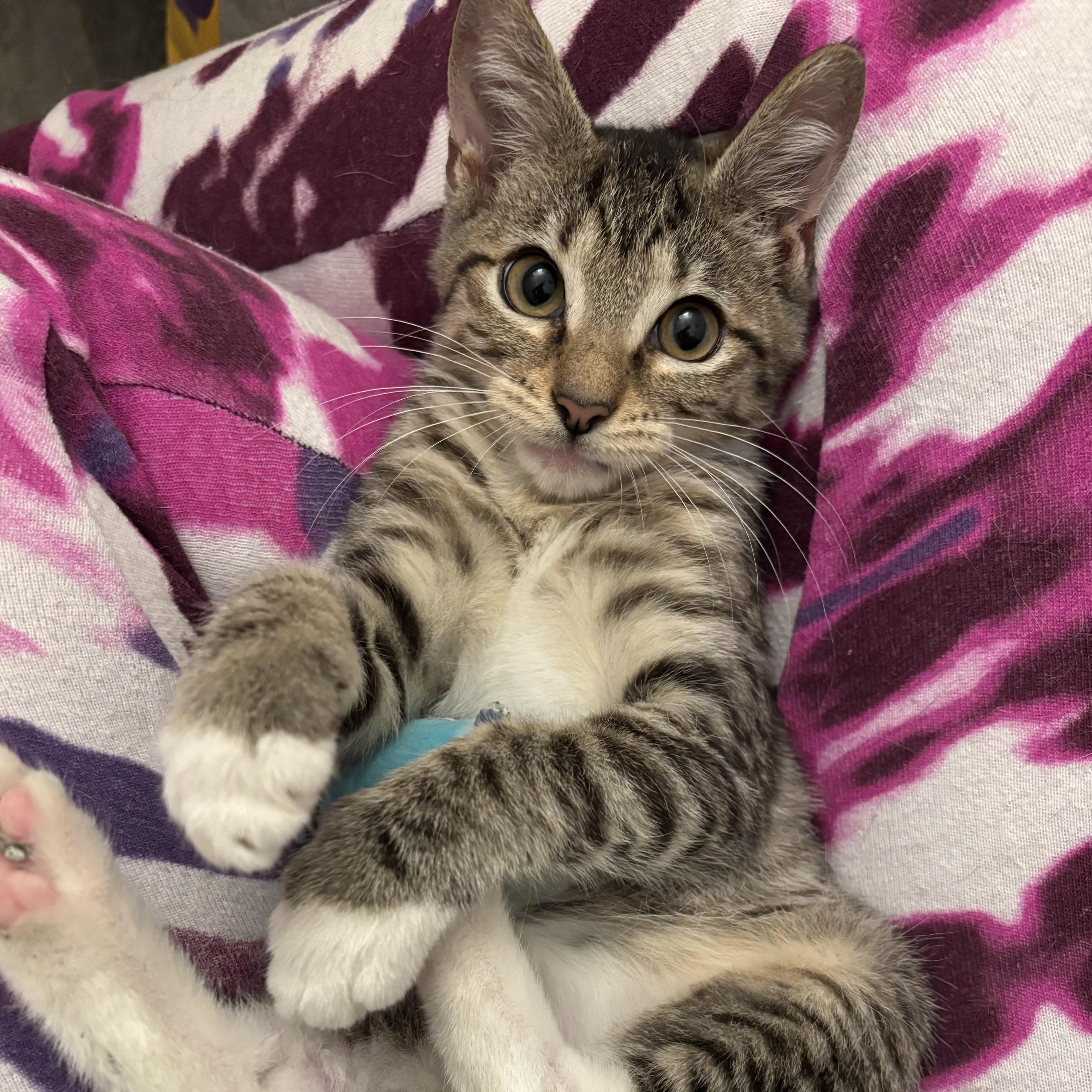 Lucky — thumbnail 4