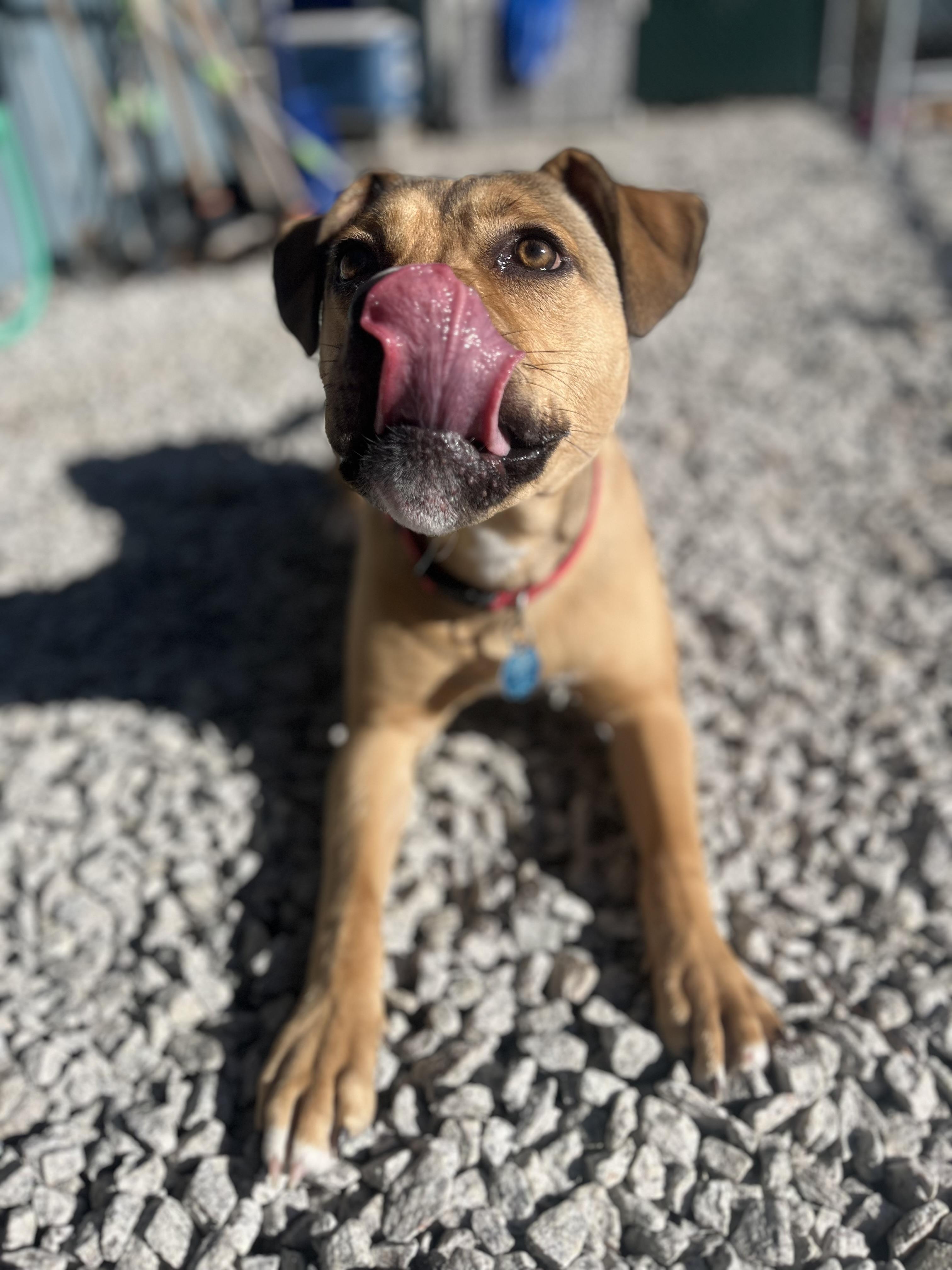 Roxy, Adoptable, Puppy Female American Bully.
