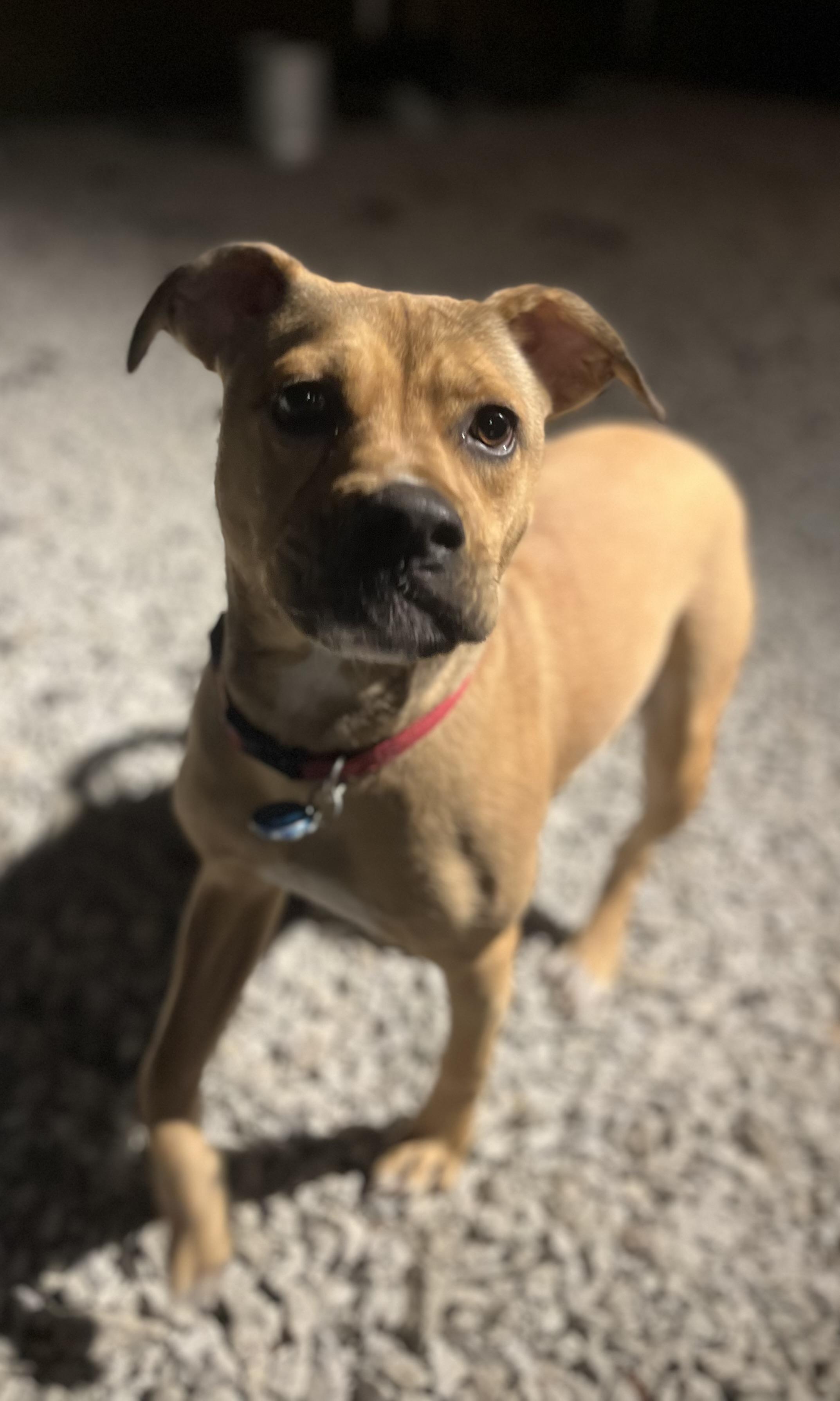 Enlarge Roxy, a Adoptable mixed breed in Blackstone, MA image 2/6