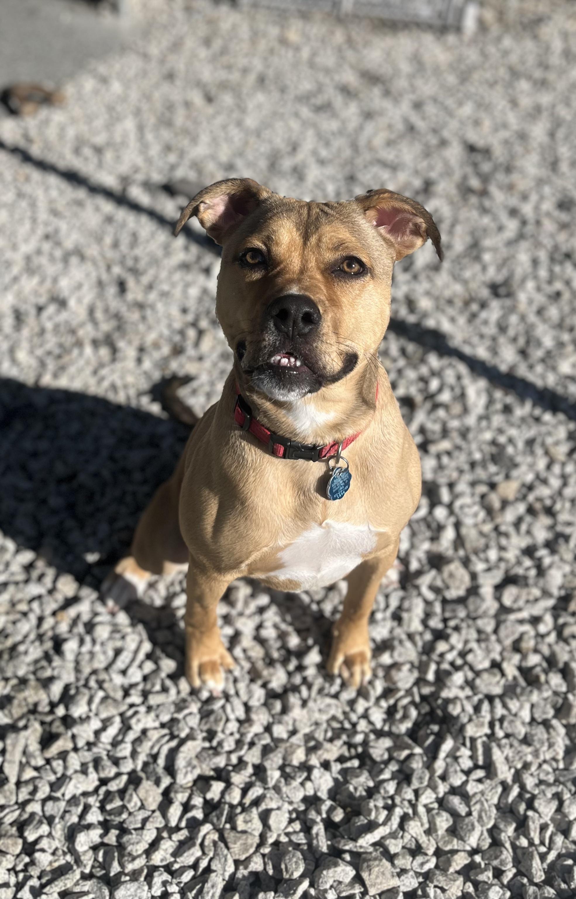 Enlarge Roxy, a Adoptable mixed breed in Blackstone, MA image 3/6