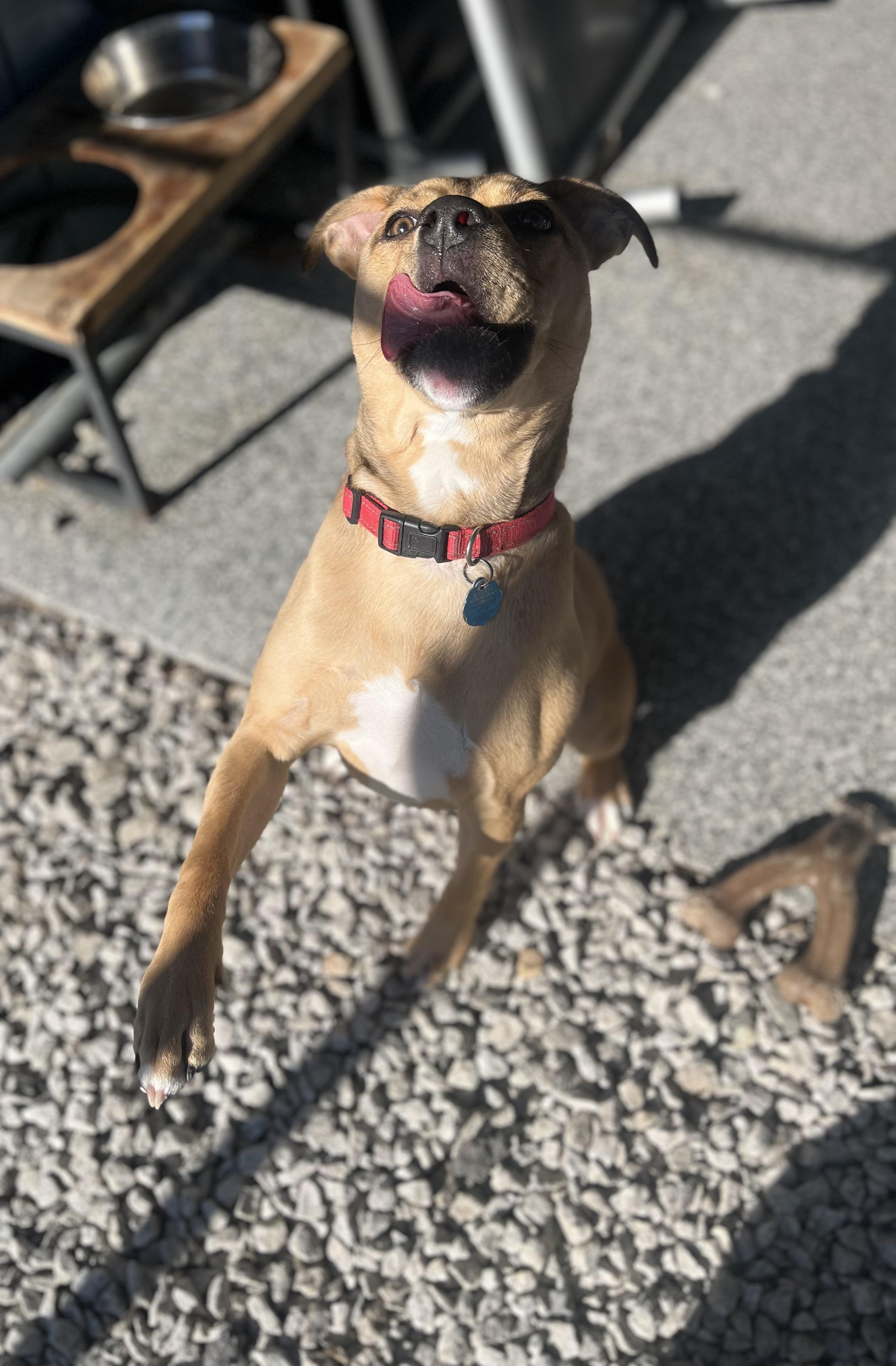 Enlarge Roxy, a Adoptable mixed breed in Blackstone, MA image 4/6