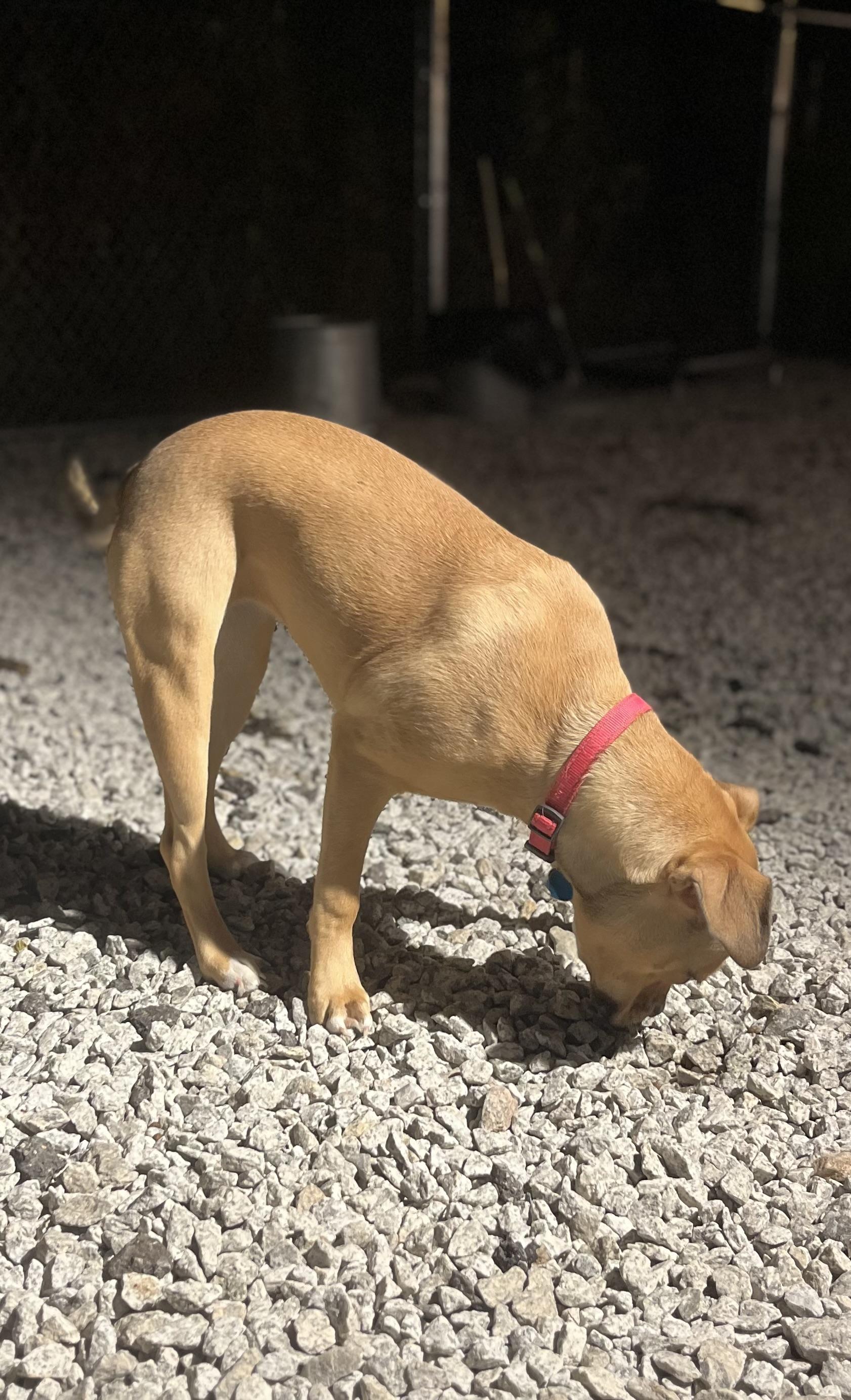 Enlarge Roxy, a Adoptable mixed breed in Blackstone, MA image 5/6