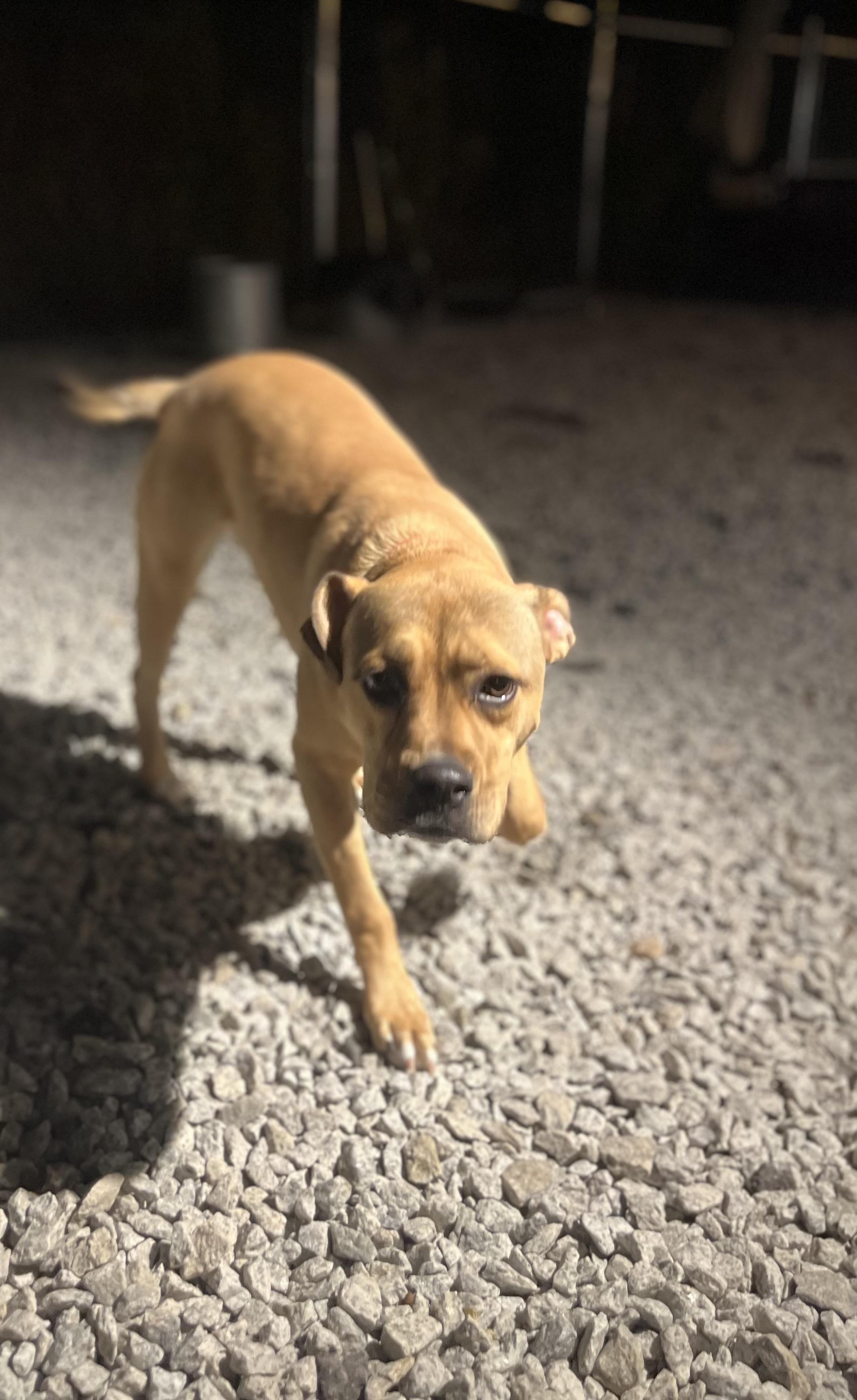 Enlarge Roxy, a Adoptable mixed breed in Blackstone, MA image 6/6