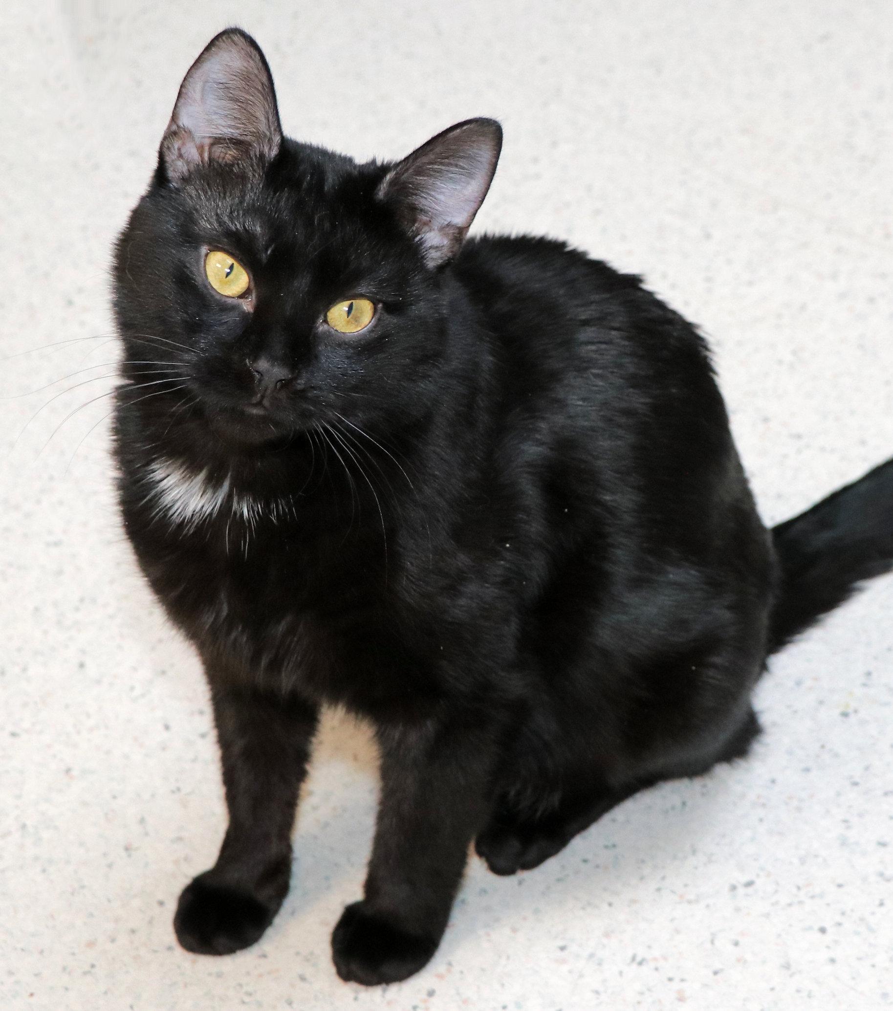 Enlarge Hyacinth, an adopted Domestic Short Hair in Cincinnati, OH image 2/2