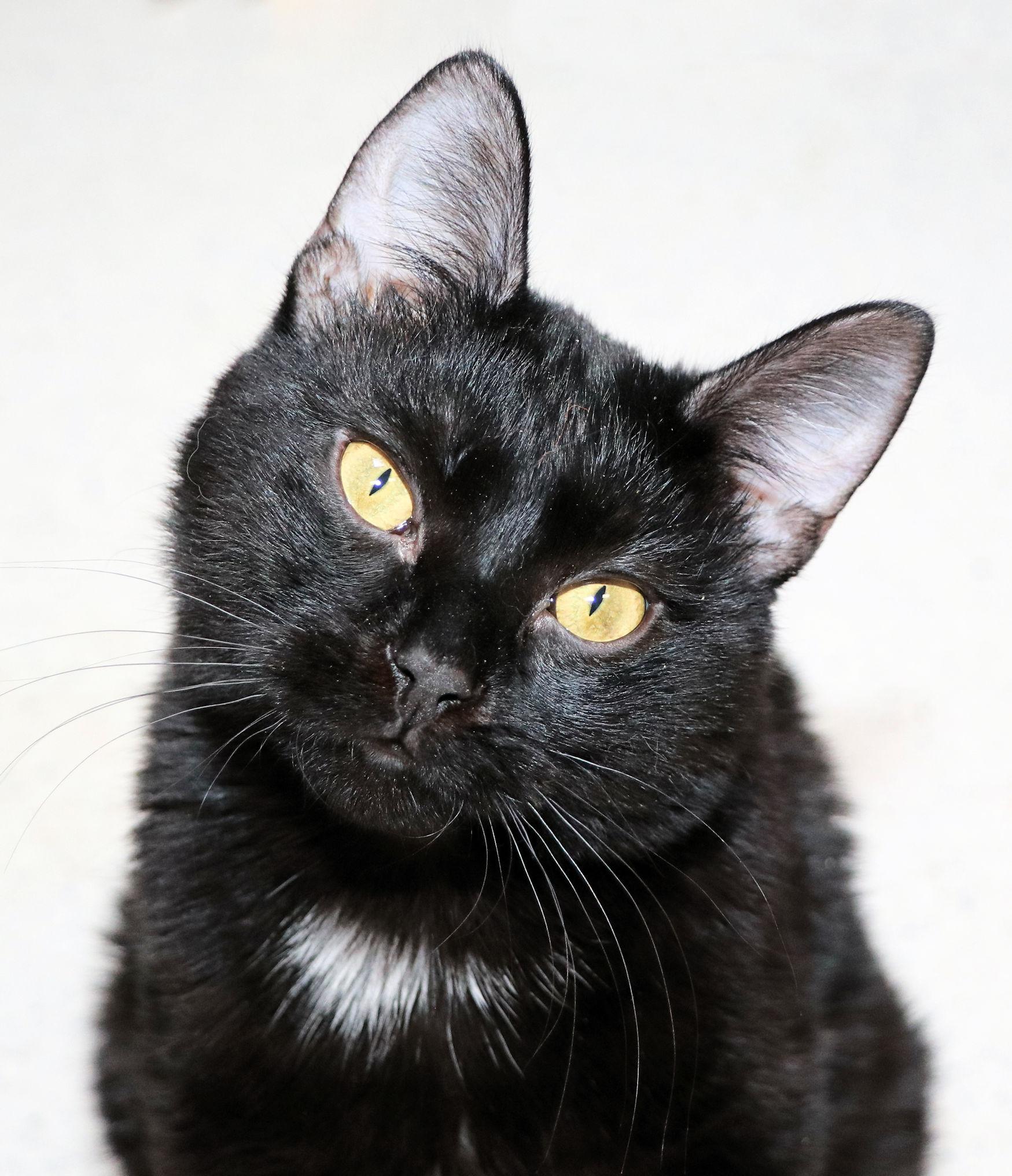 Hyacinth, adopted, Adult Female Domestic Short Hair.