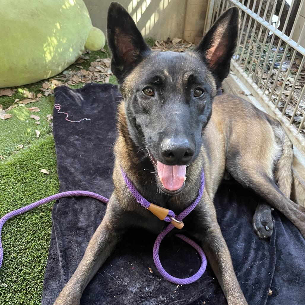 Lalo, Adoptable, Young Male Belgian Shepherd / Malinois.