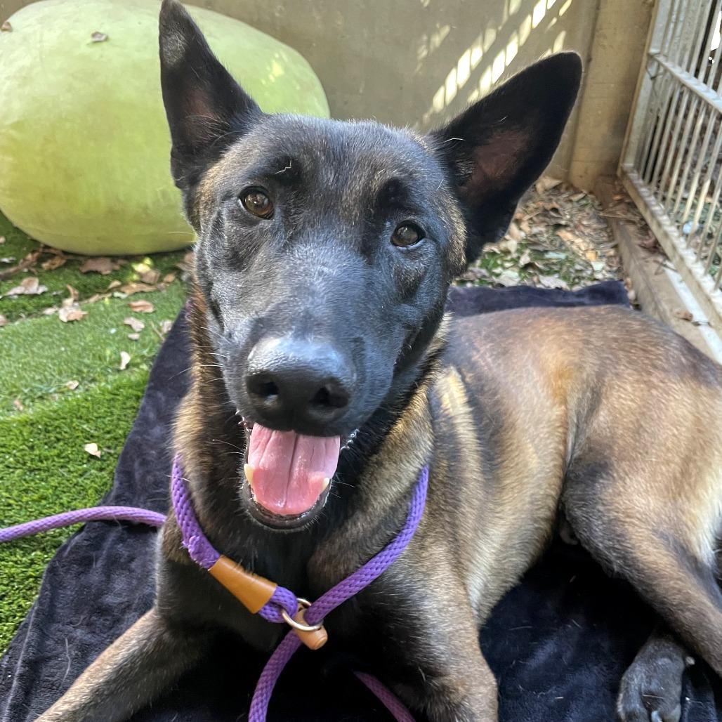 Enlarge Lalo, a Adoptable Belgian Shepherd / Malinois in Pasadena, CA image 2/2